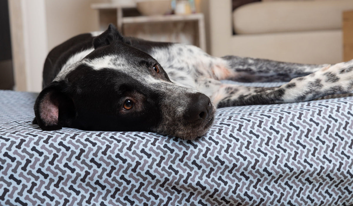 Black and white dog on Blue Toby Eco Support bed