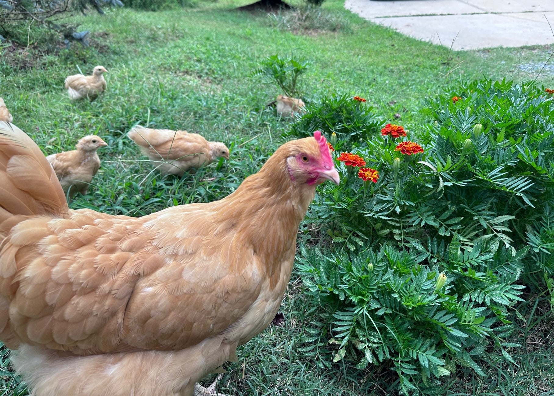 Hen with chicks in garden