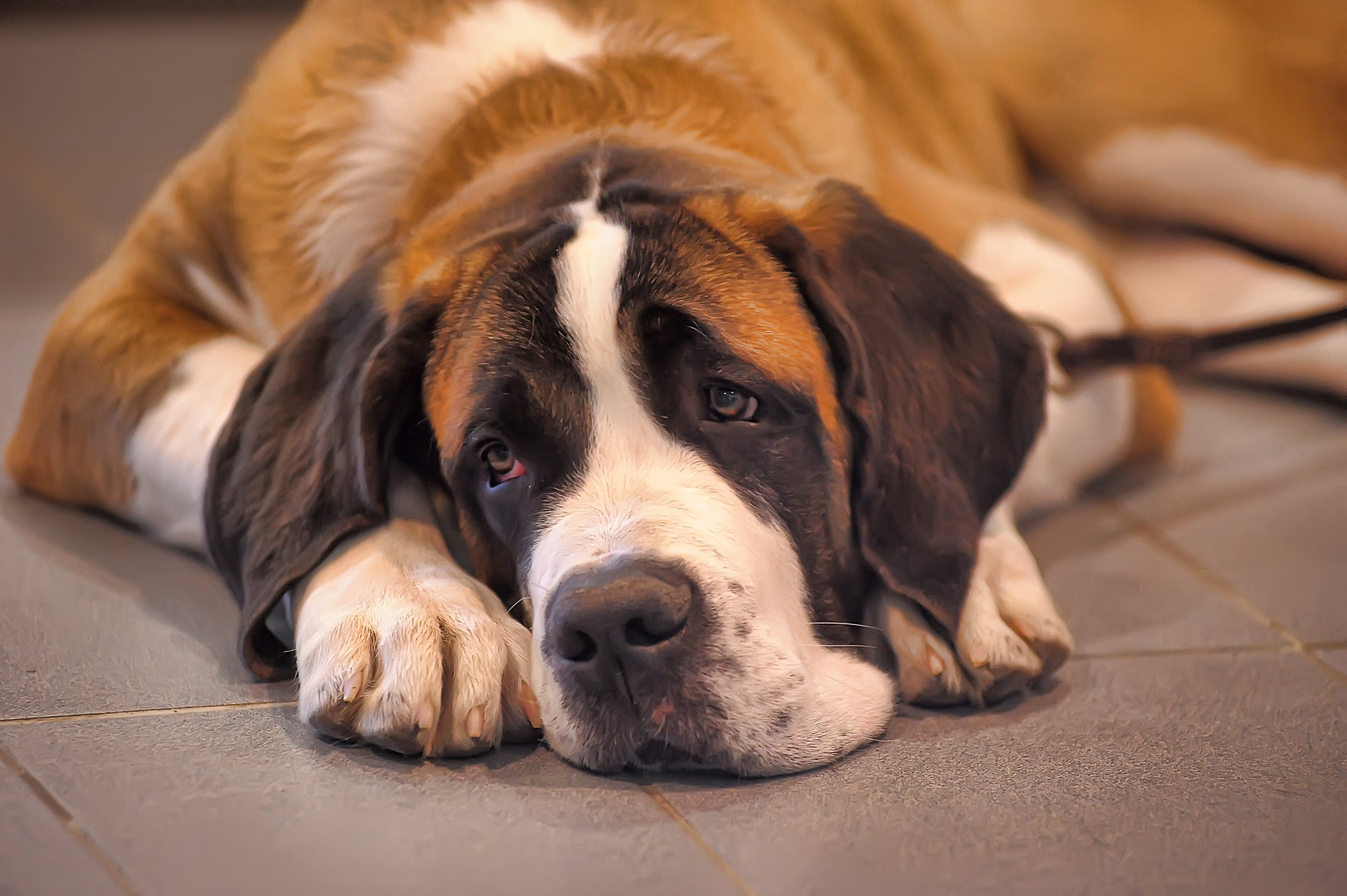 St. Bernard dog lying down to illustrate the importance of choosing the right breed of dog