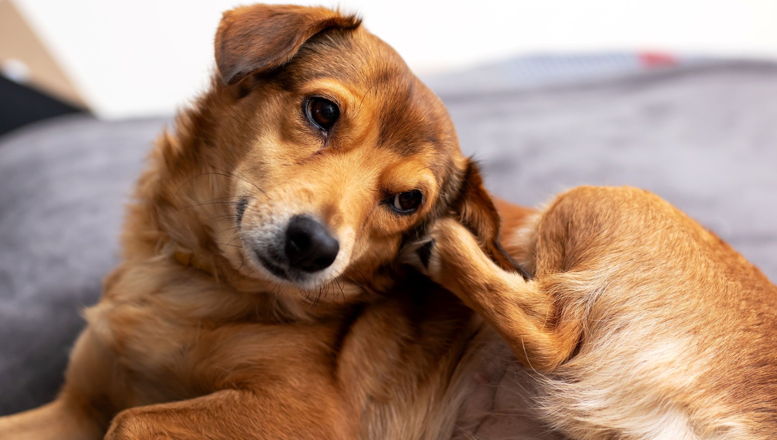 Brown dog scratching ear illustrating topical flea and tick treatments