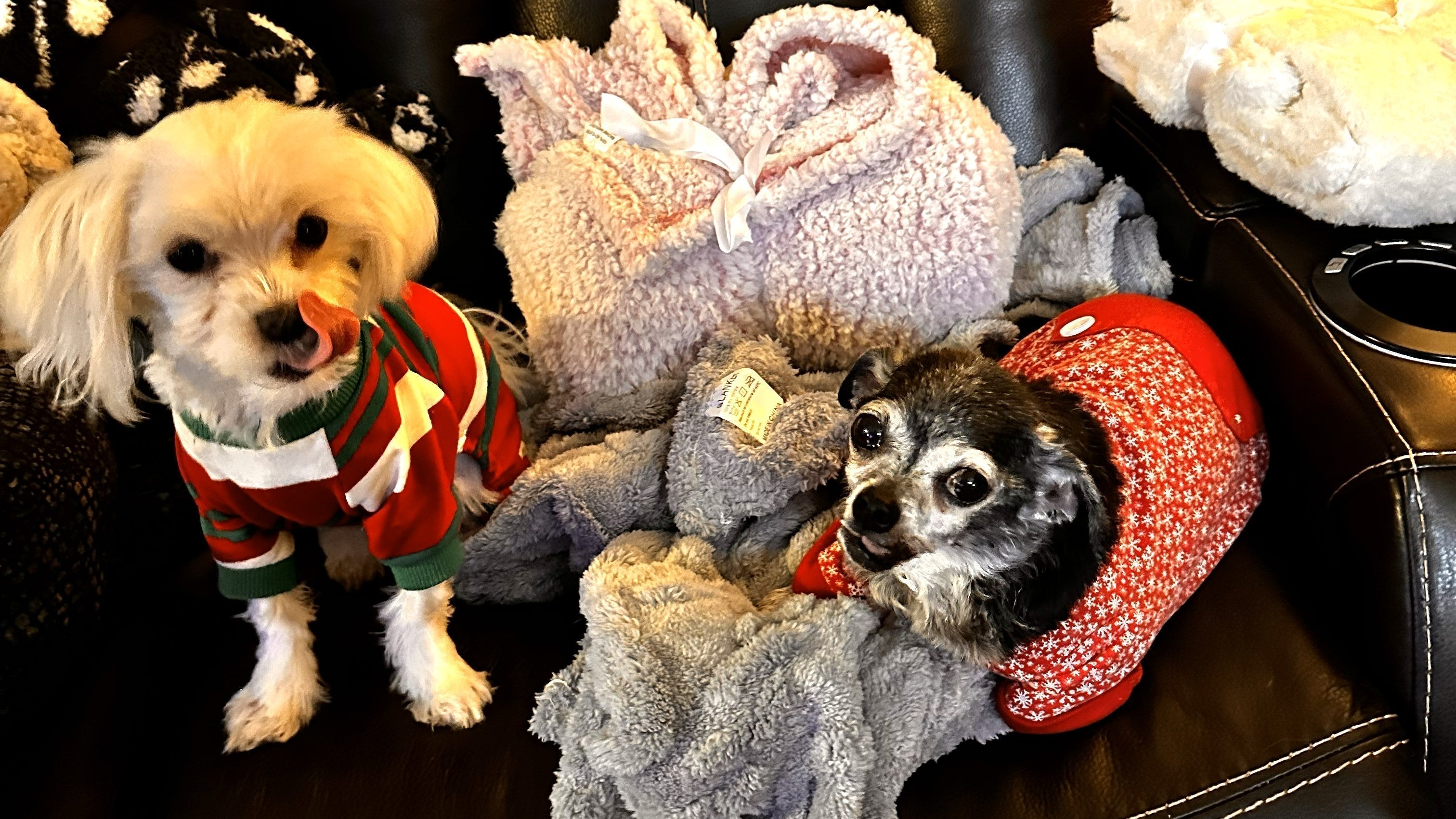 Dogs from Rainbow Bridge Hospice Rescue