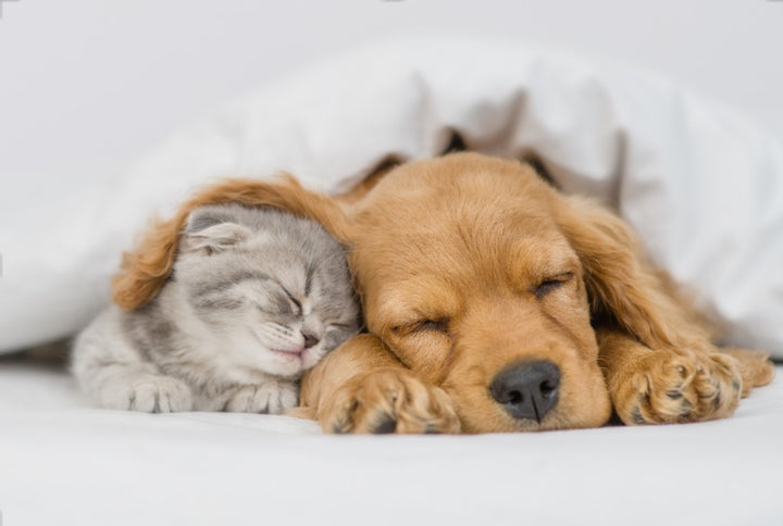 Sleeping puppy and kitten - the science of dog sleep 