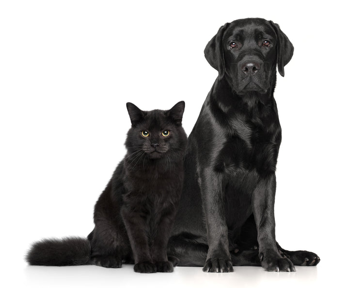 Black cat and dog iStock image 919756278