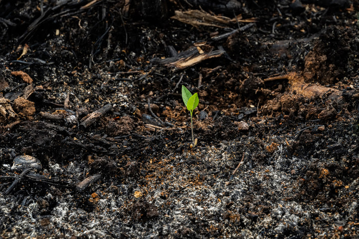 Seedling sprouts after fire