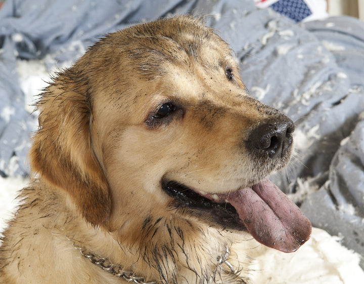 How often should you wash your pet's bed?