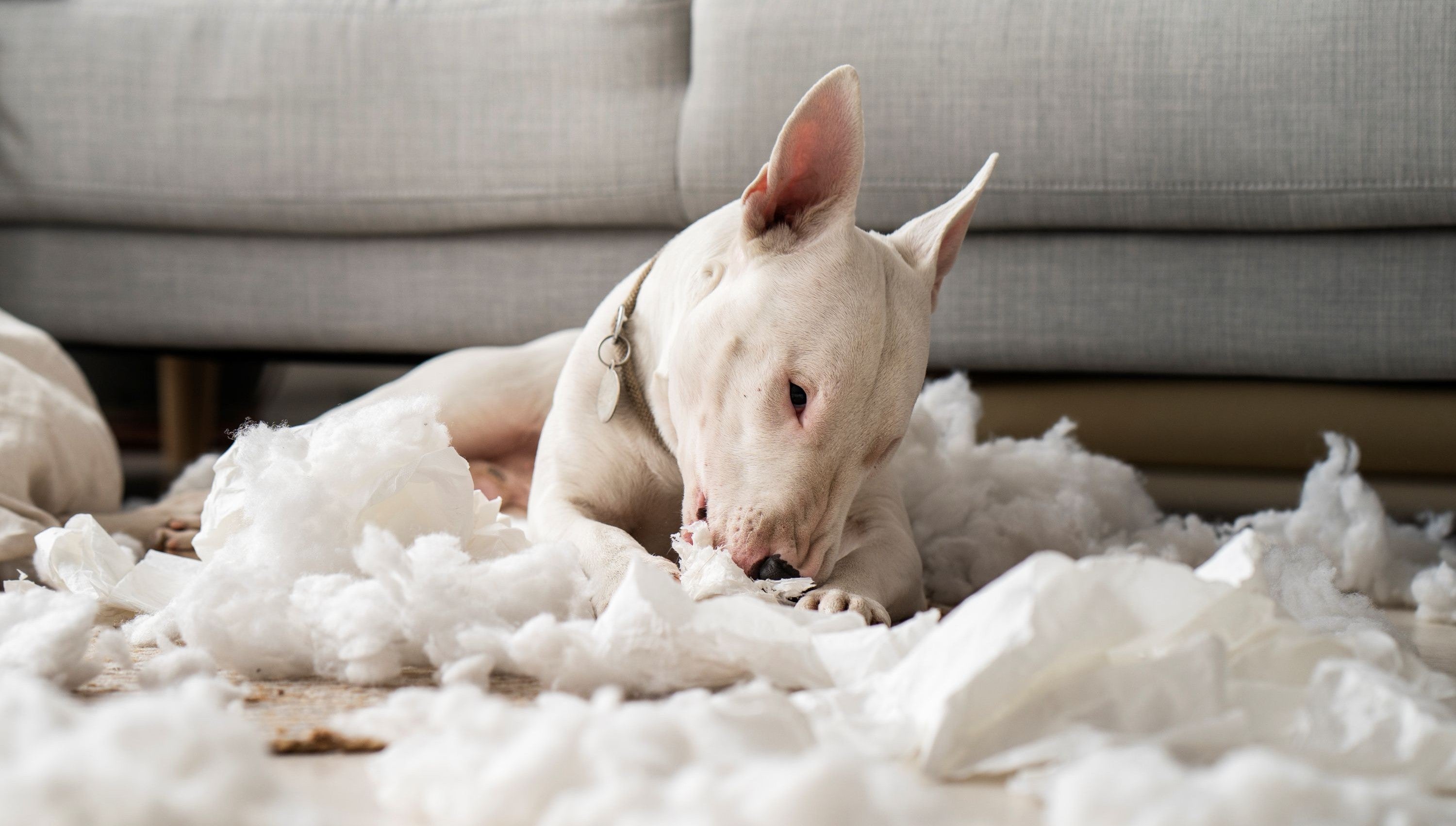Indestructible dog beds, white dog chewing bed