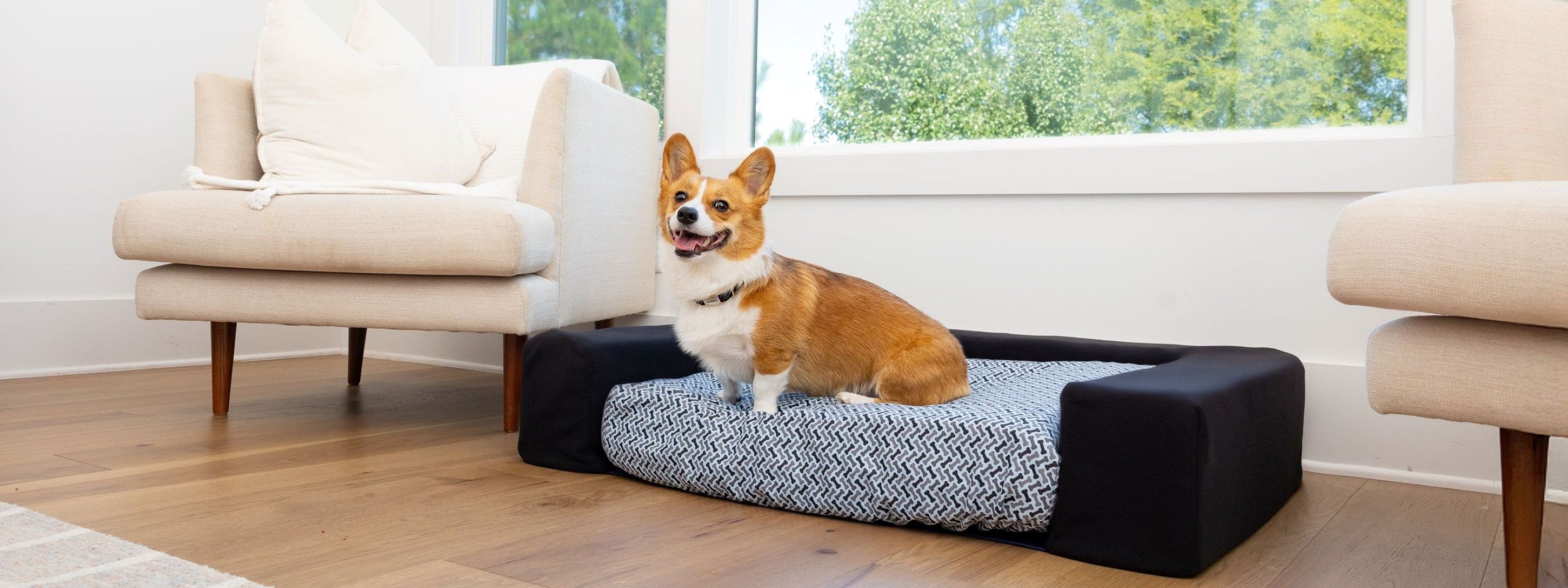 Dog on Blue Toby pet bed with black Mod Bolster near window