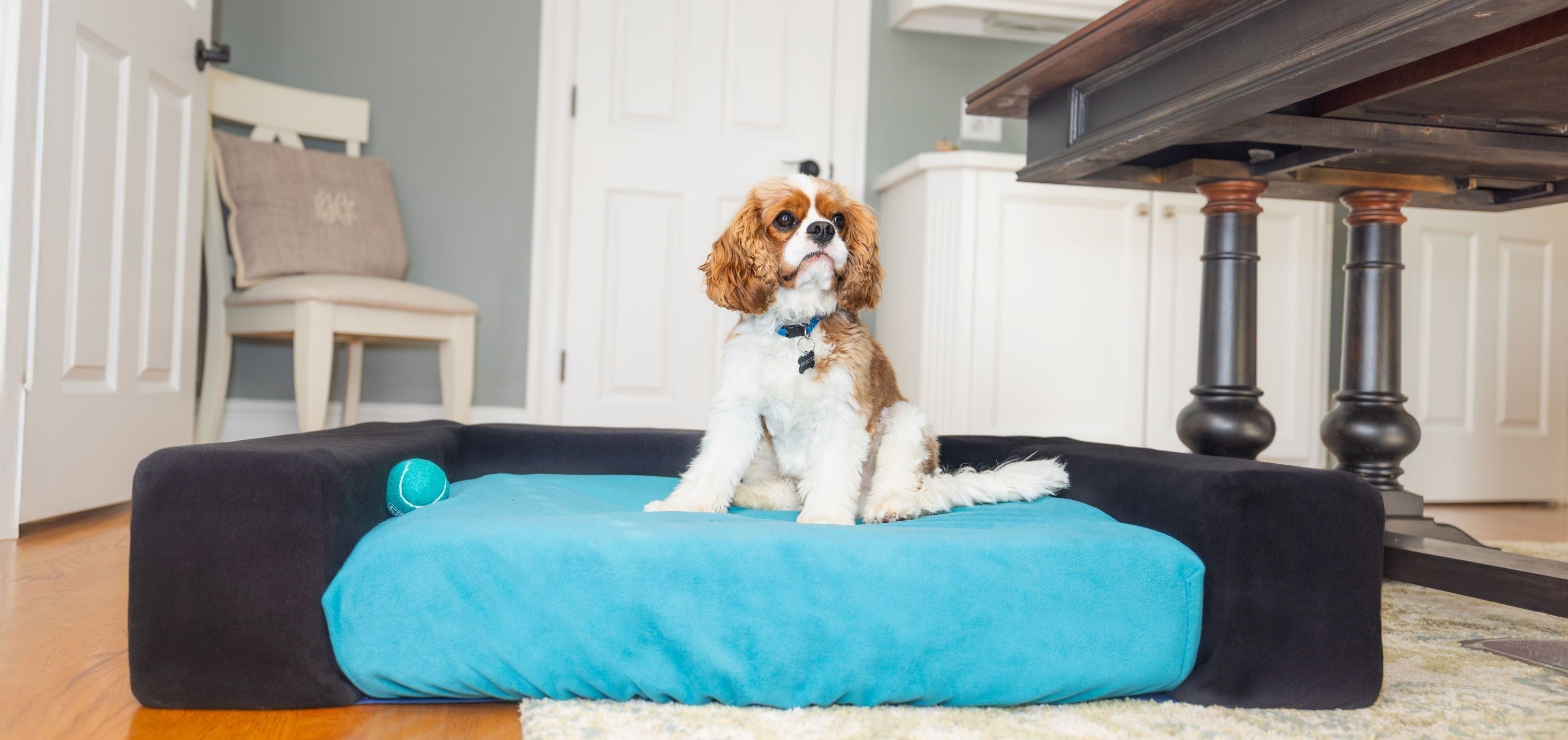 Dog on blue bed with black bolsters Blue Toby office