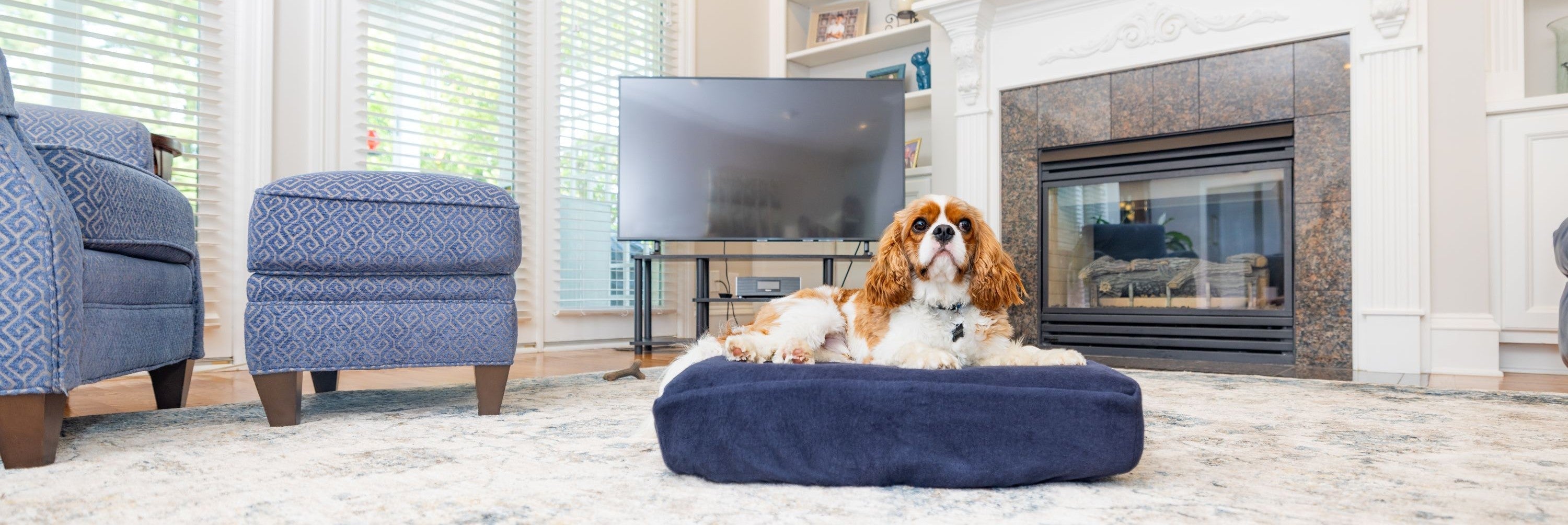 Brown and white dog on Blue Toby pet bed in living room