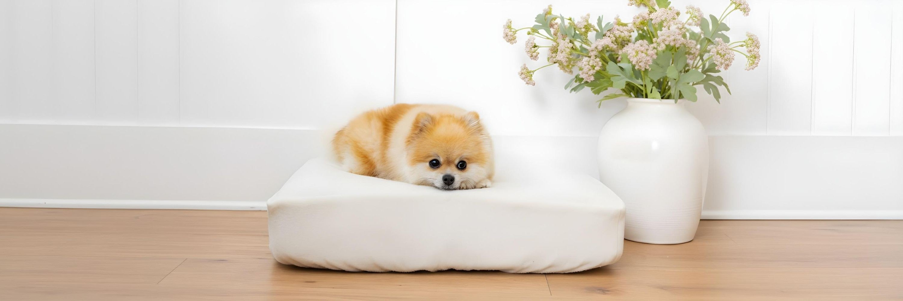 Pomeranian dog lying on white Blue Toby Bed NaturaLuxe organic cotton