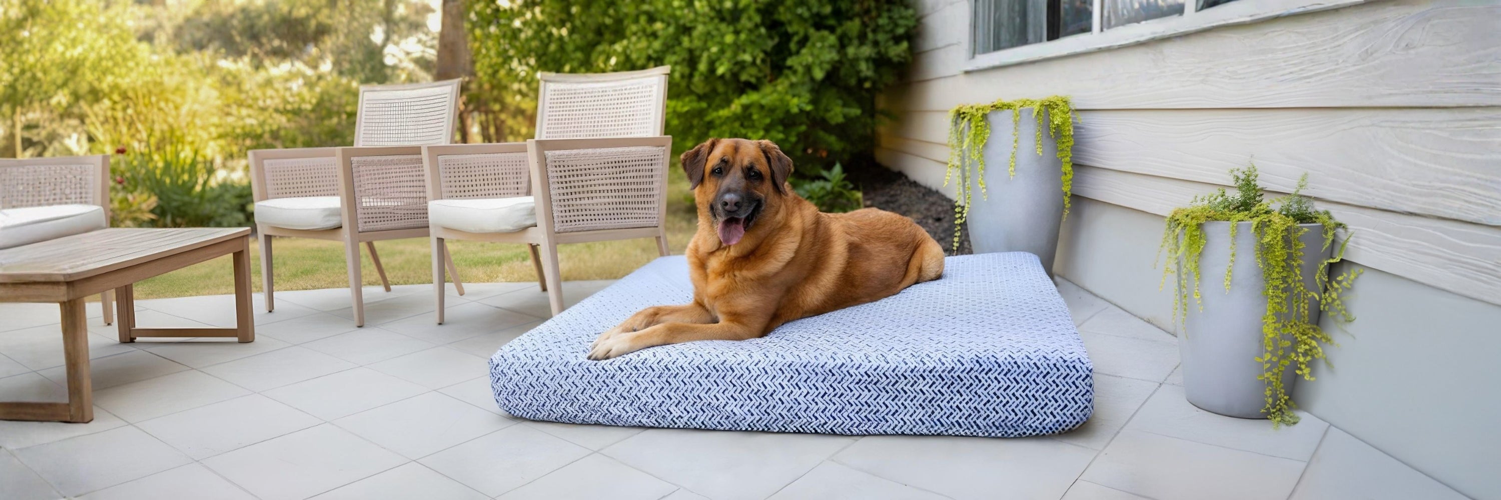 Brown dog on Blue Toby Eco Support pet bed on patio
