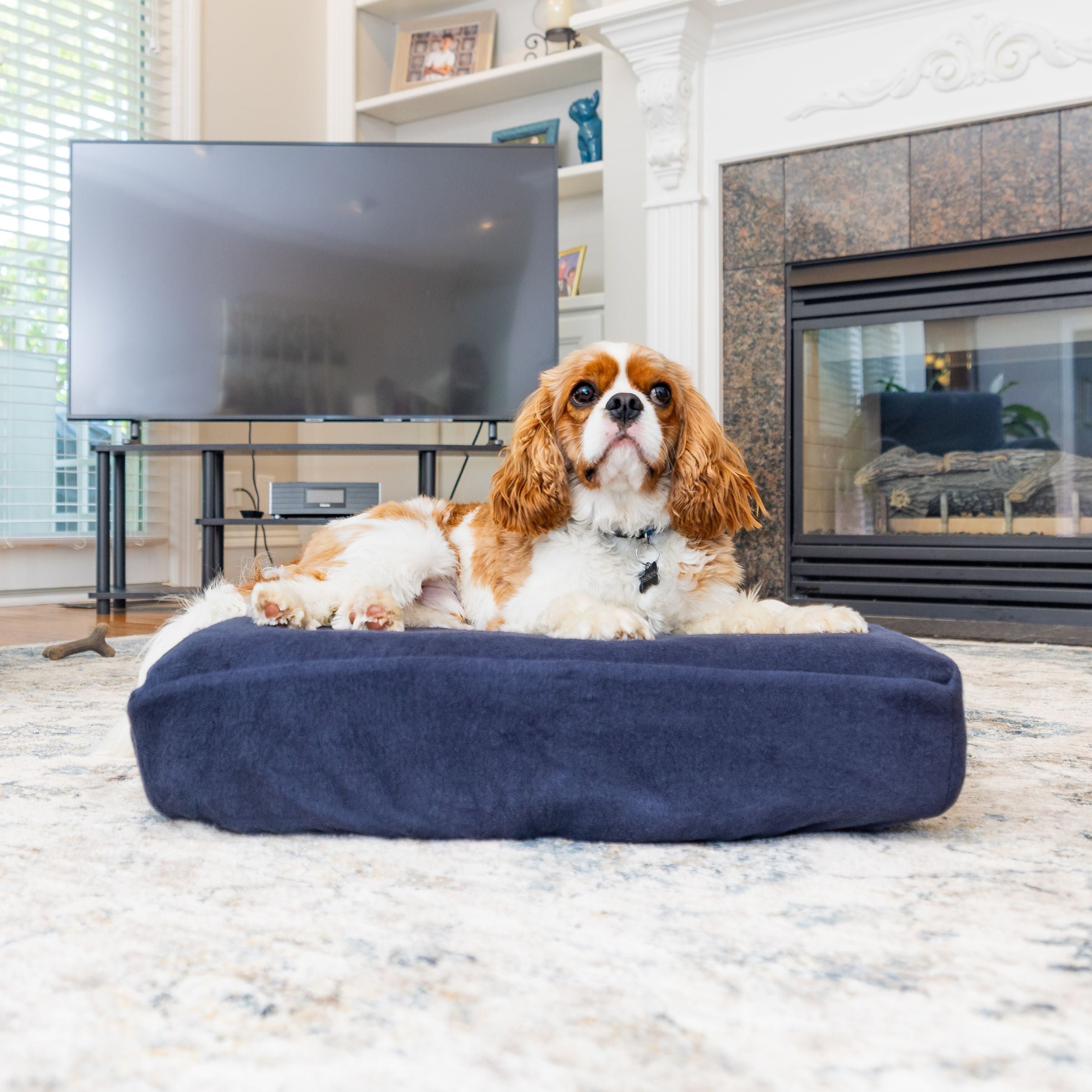 Dog on blue Blue Toby NaturaLuxe pet bed in living room