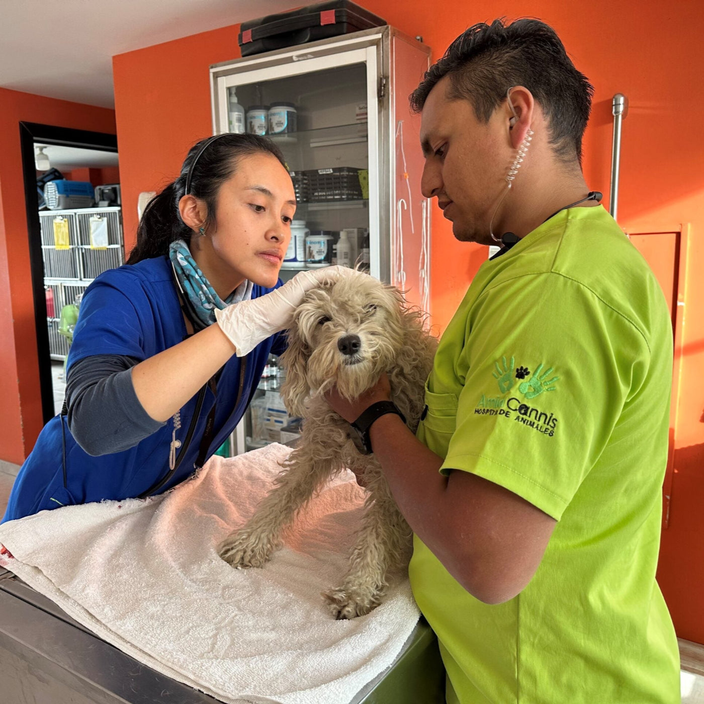 Amici Cannis helping dog in vet clinic