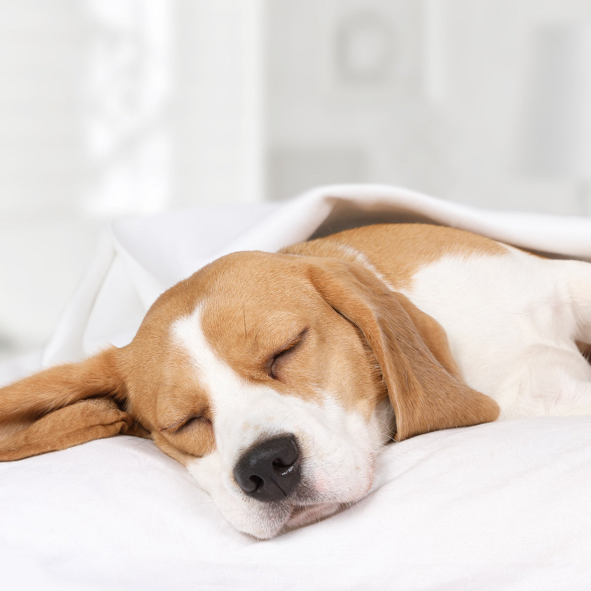 beagle sleeping on white blanket