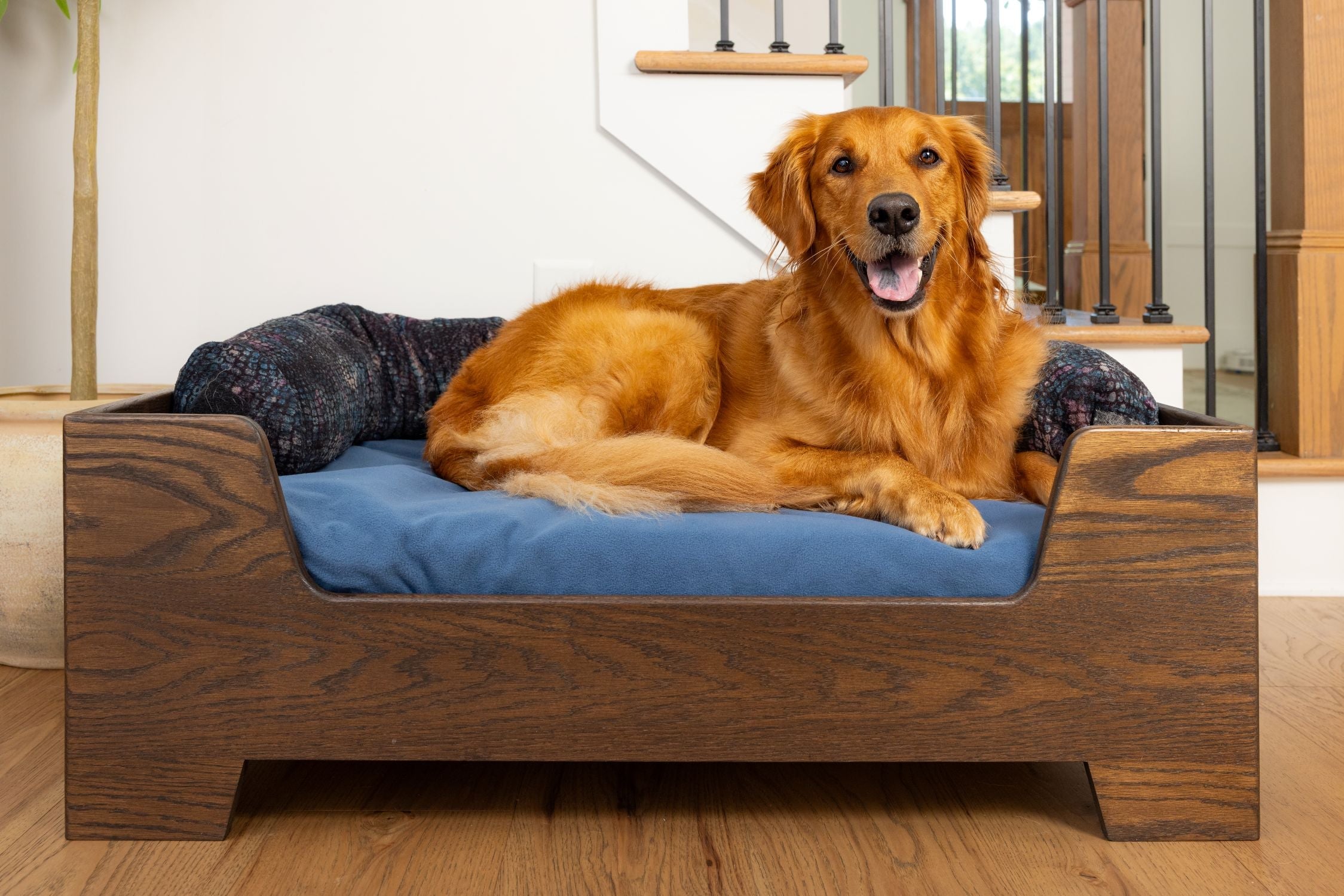 Golden retriever in Blue Toby bed with Noodle and frame