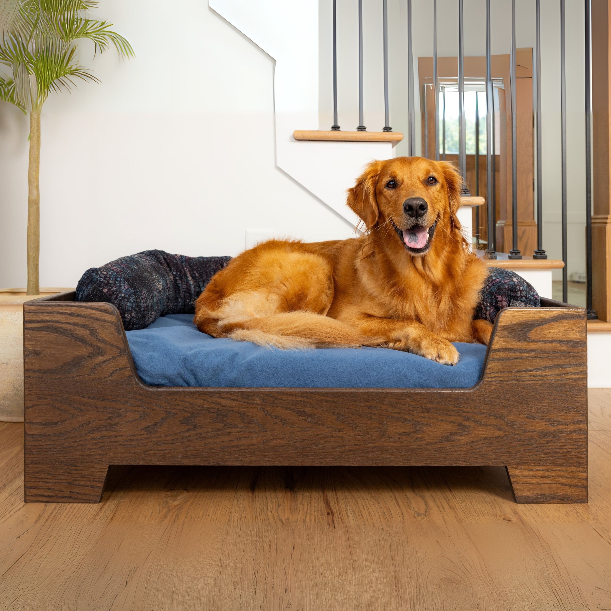 Dog on Blue Toby bed in Timber Loft Frame