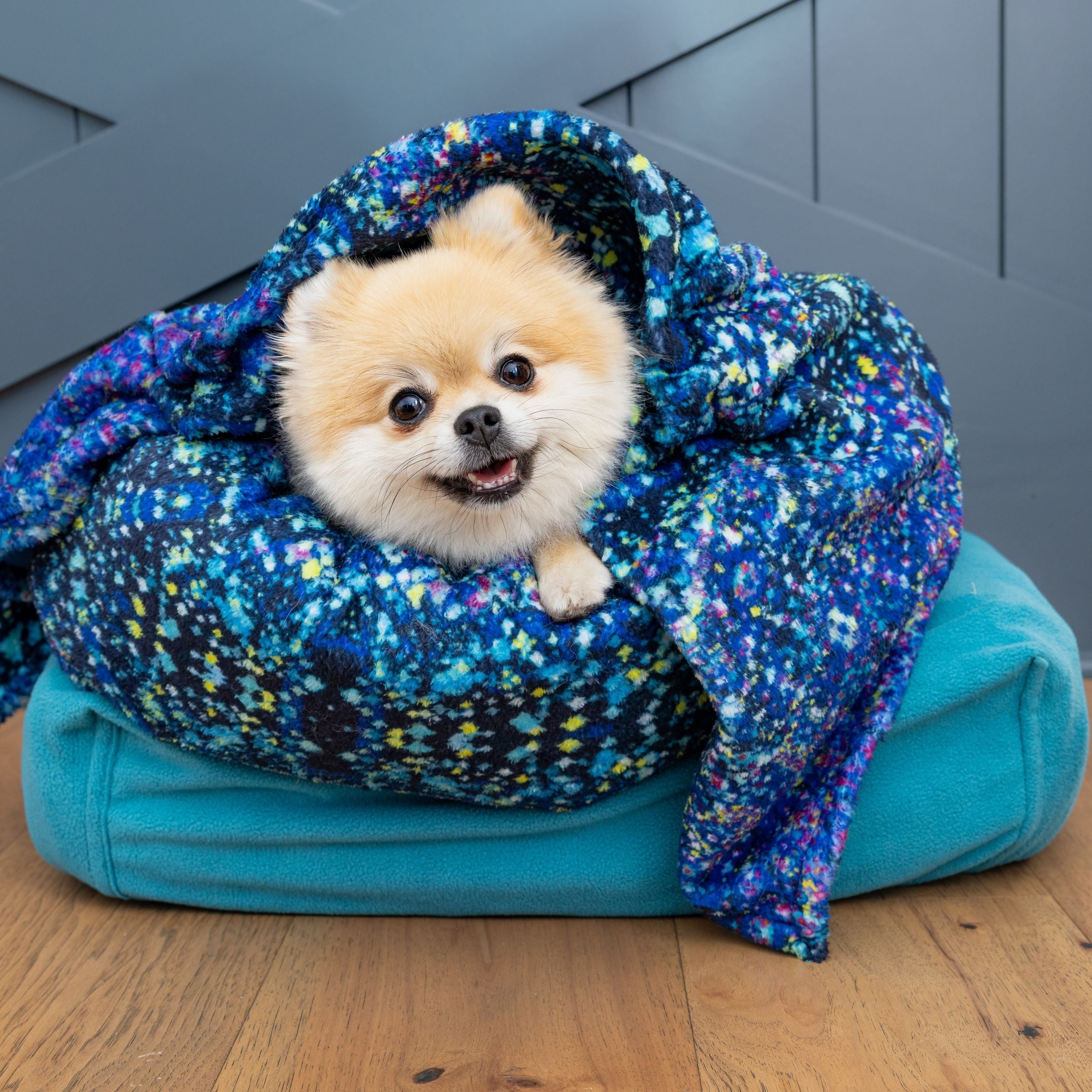 Pomeranian with Cuddle blanket in Starry Night blue