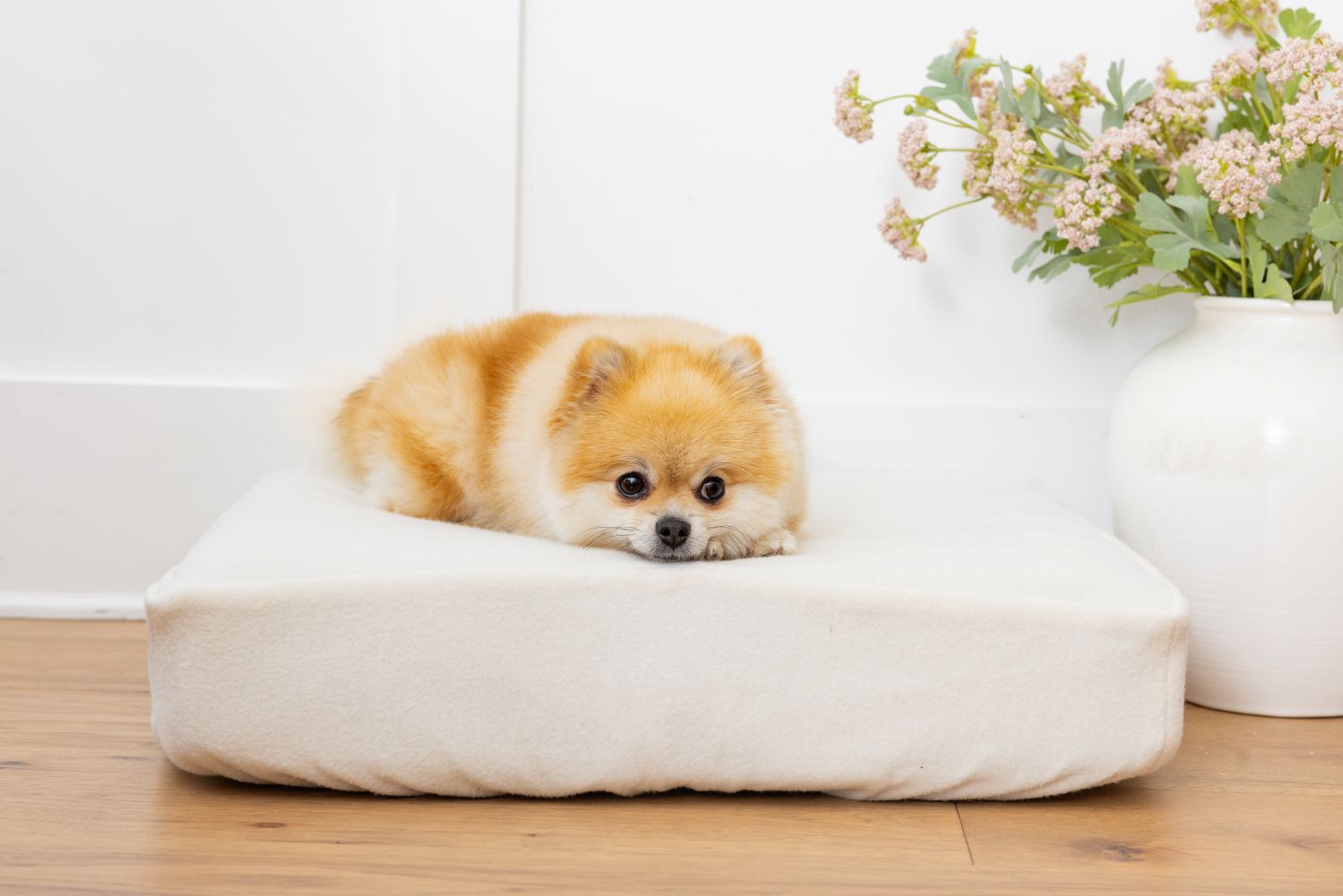 Pomeranian dog on NaturaLuxe bed