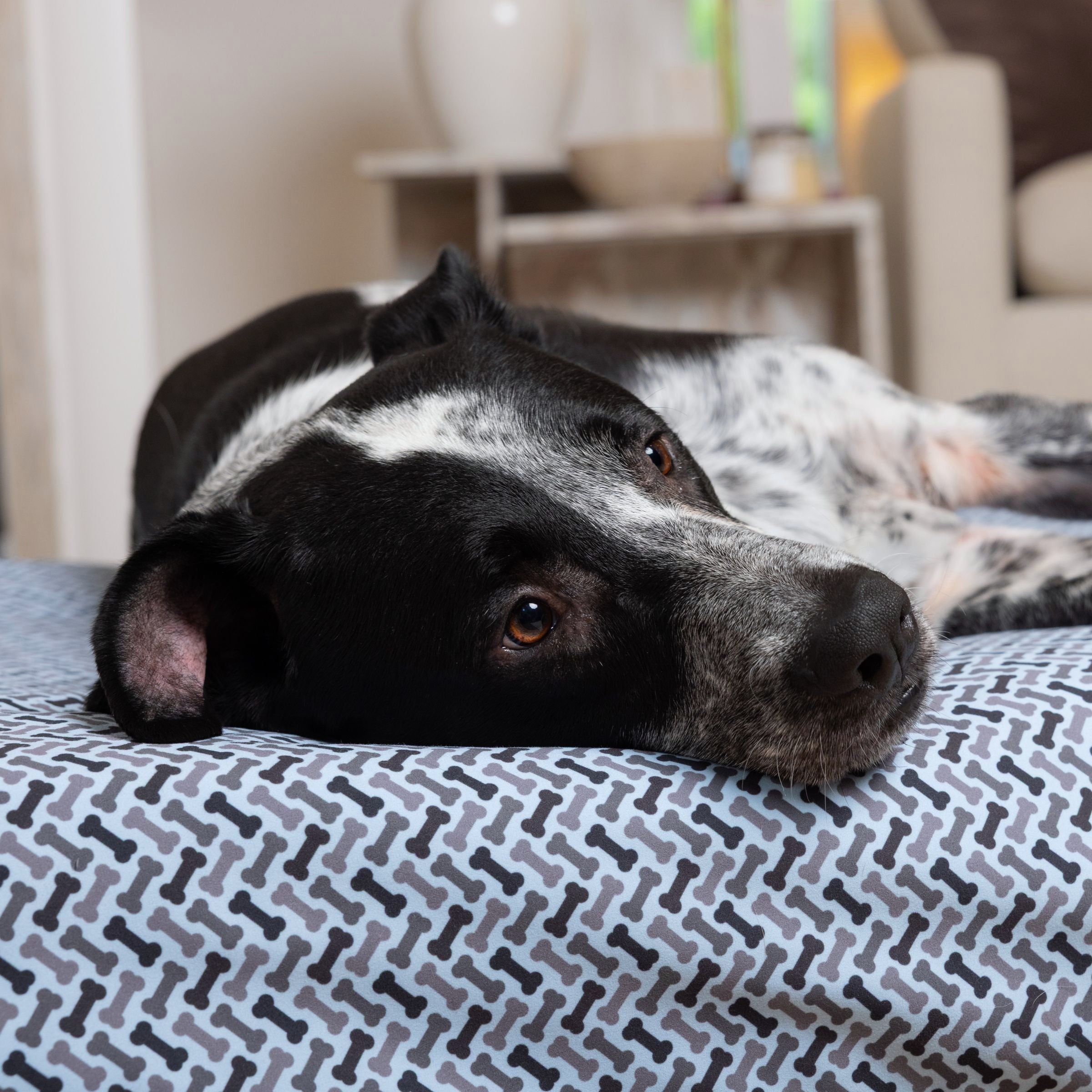 Black and white dog lying on Blue Toby Eco Support bed with Toby Bone Slipcover
