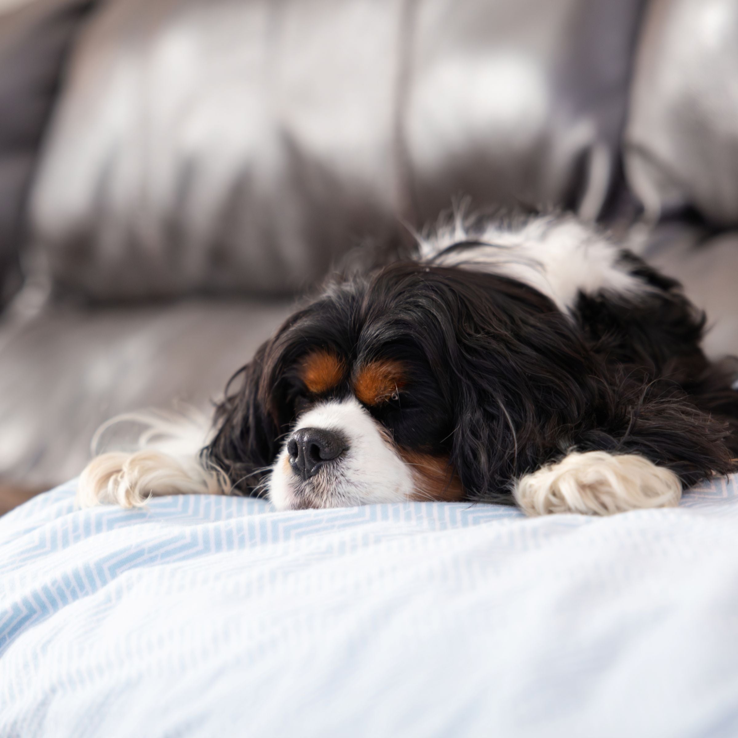 Dog lying on a couch with a Blue Toby cotton flannel blanket in a sky blue chevron pattern