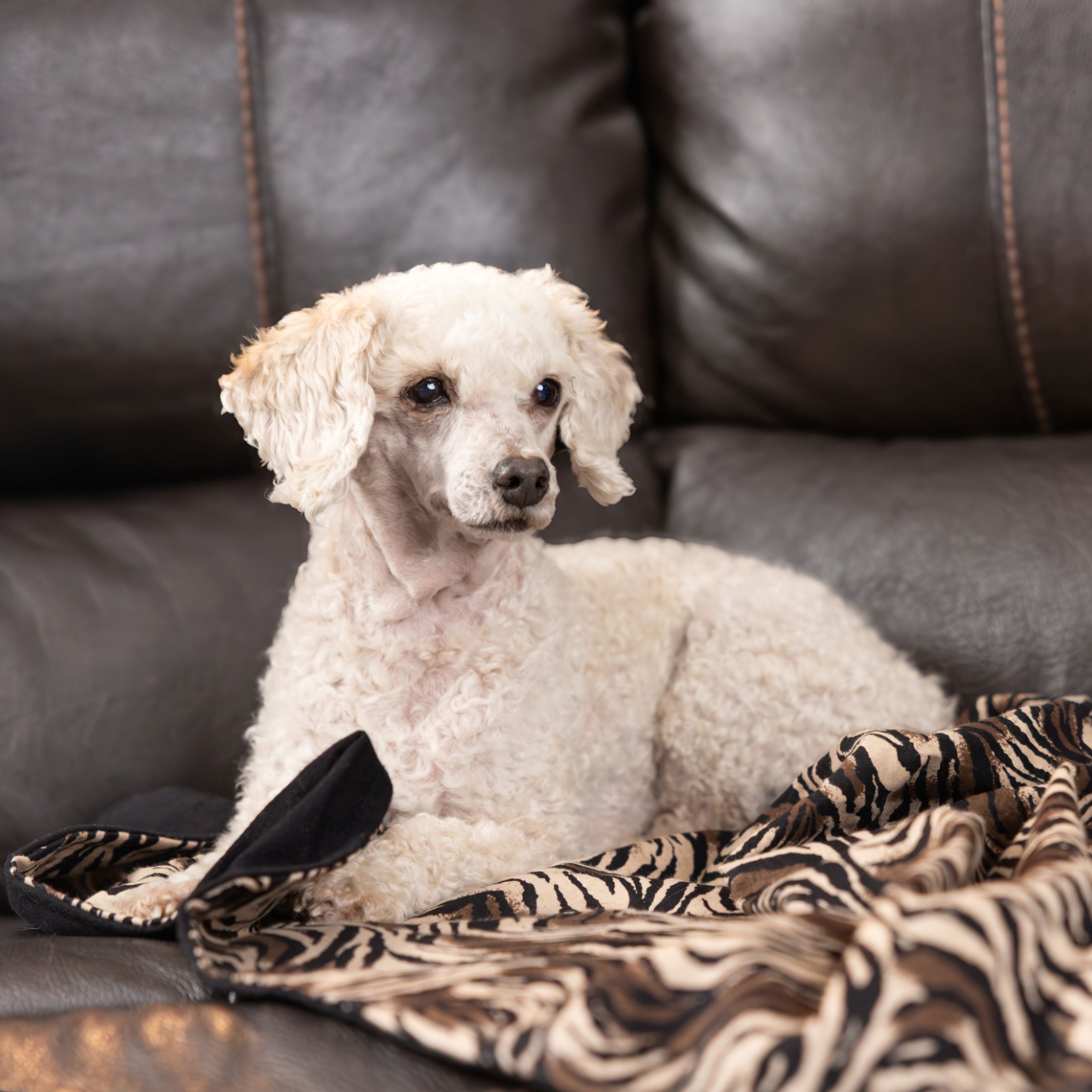 White poodle dog sitting on a brown leather couch with a Blue Toby cotton flannel zebra-patterned blanket