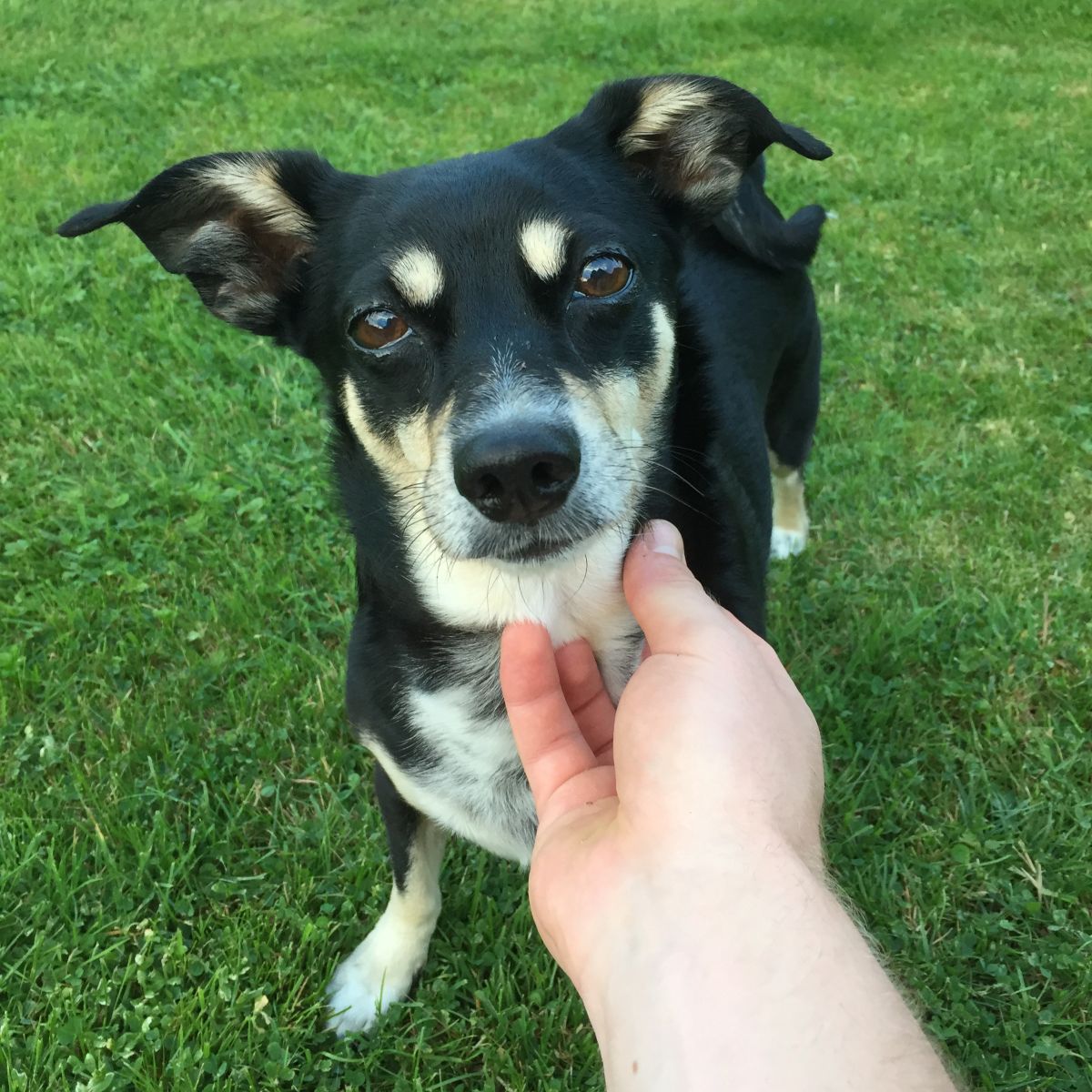 Stray dog being touched by rescuer Blue Toby giving back