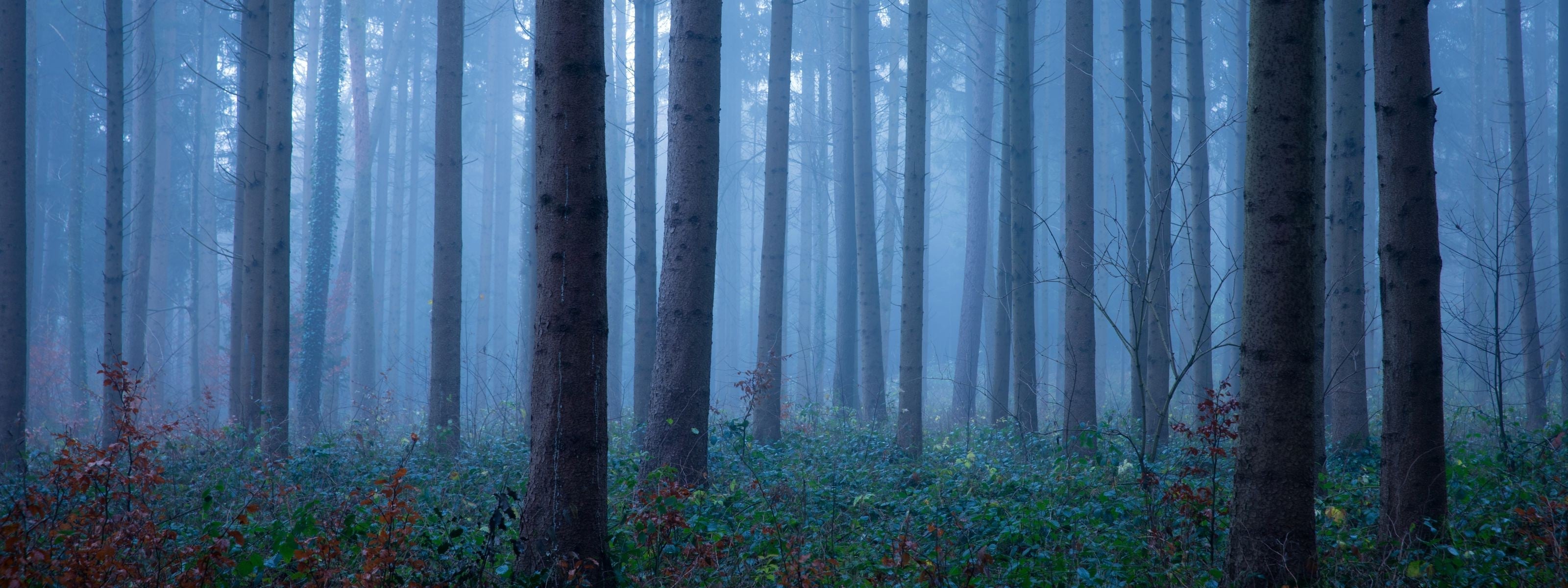 Mist in trees illustrating sustainability for Blue Toby