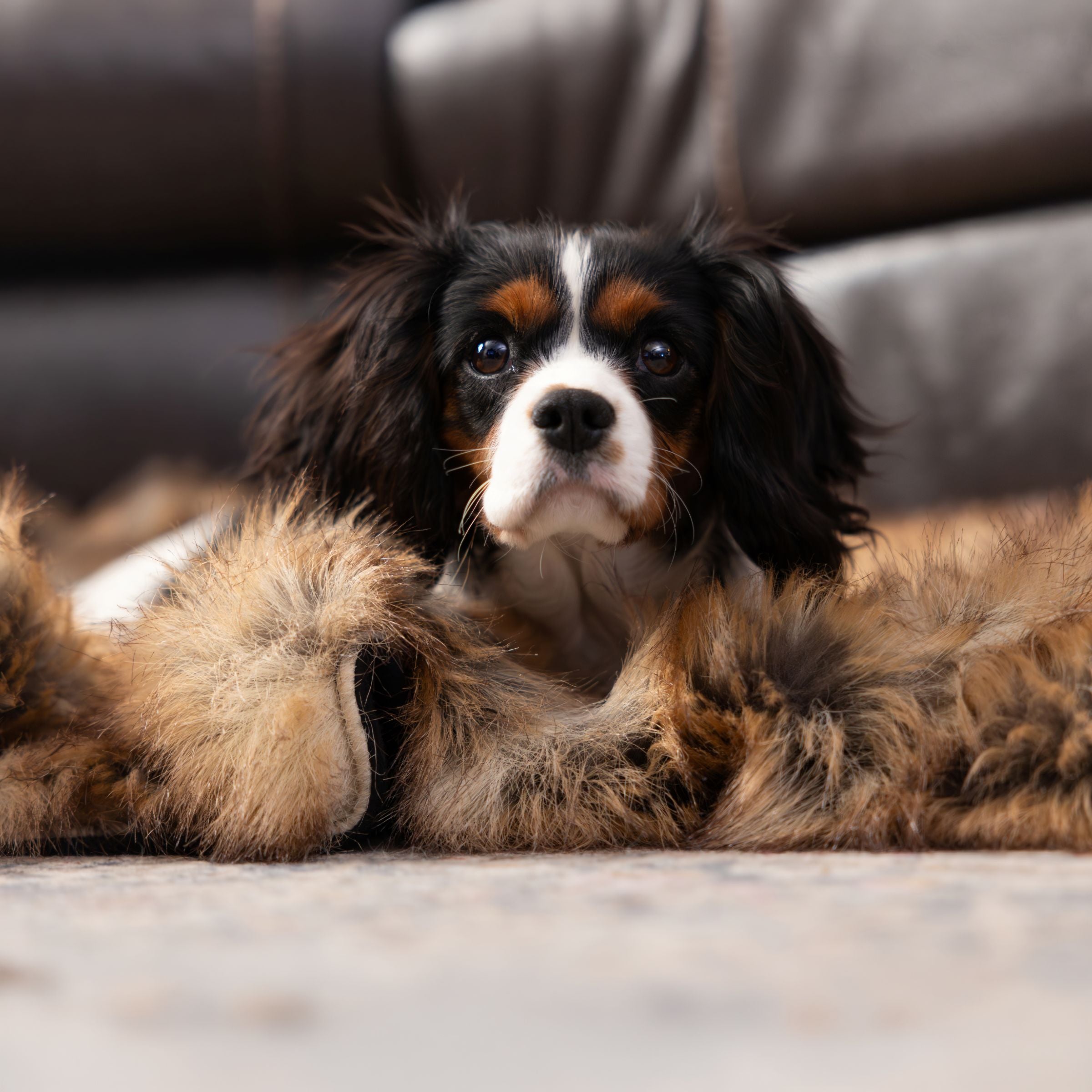 Close up of young Cavalier King Charles dog snuggled in a luxury Blue Toby Artic Faux Fur blanket with a blurred sofa in the background