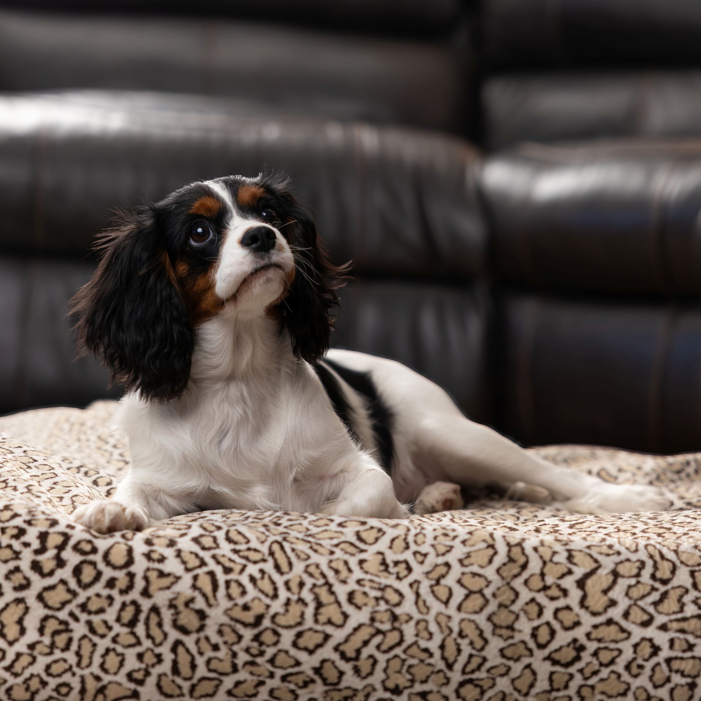Dog lying on a Blue Toby Ocelot Luxe faux fur blanket with a brown leather couch in the background