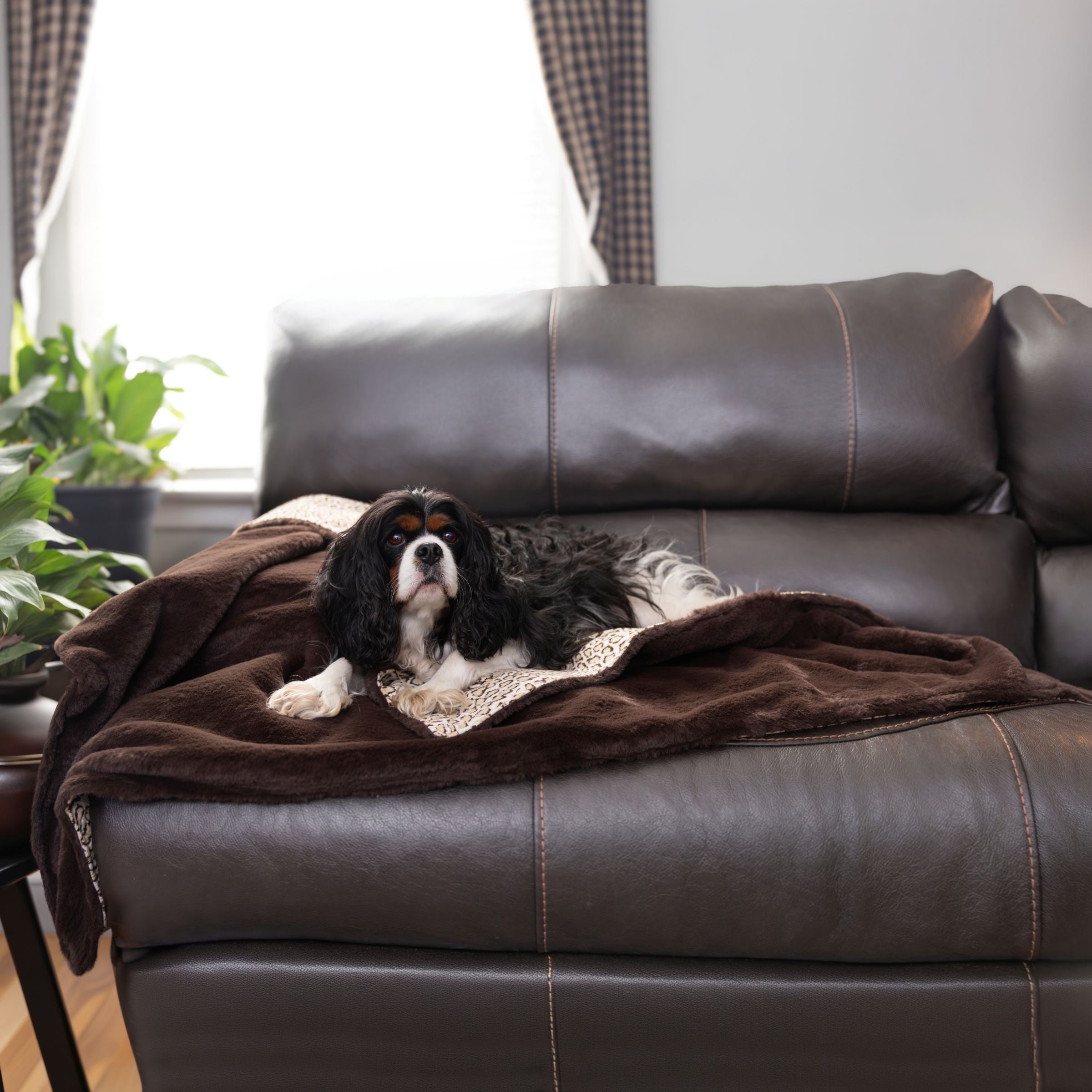 Dog lying on a Blue Toby Ocelot Luxe blanket of teddy bear faux fur and ocelot print velvet on a leather couch with a plant and window in the background of a luxury living room.