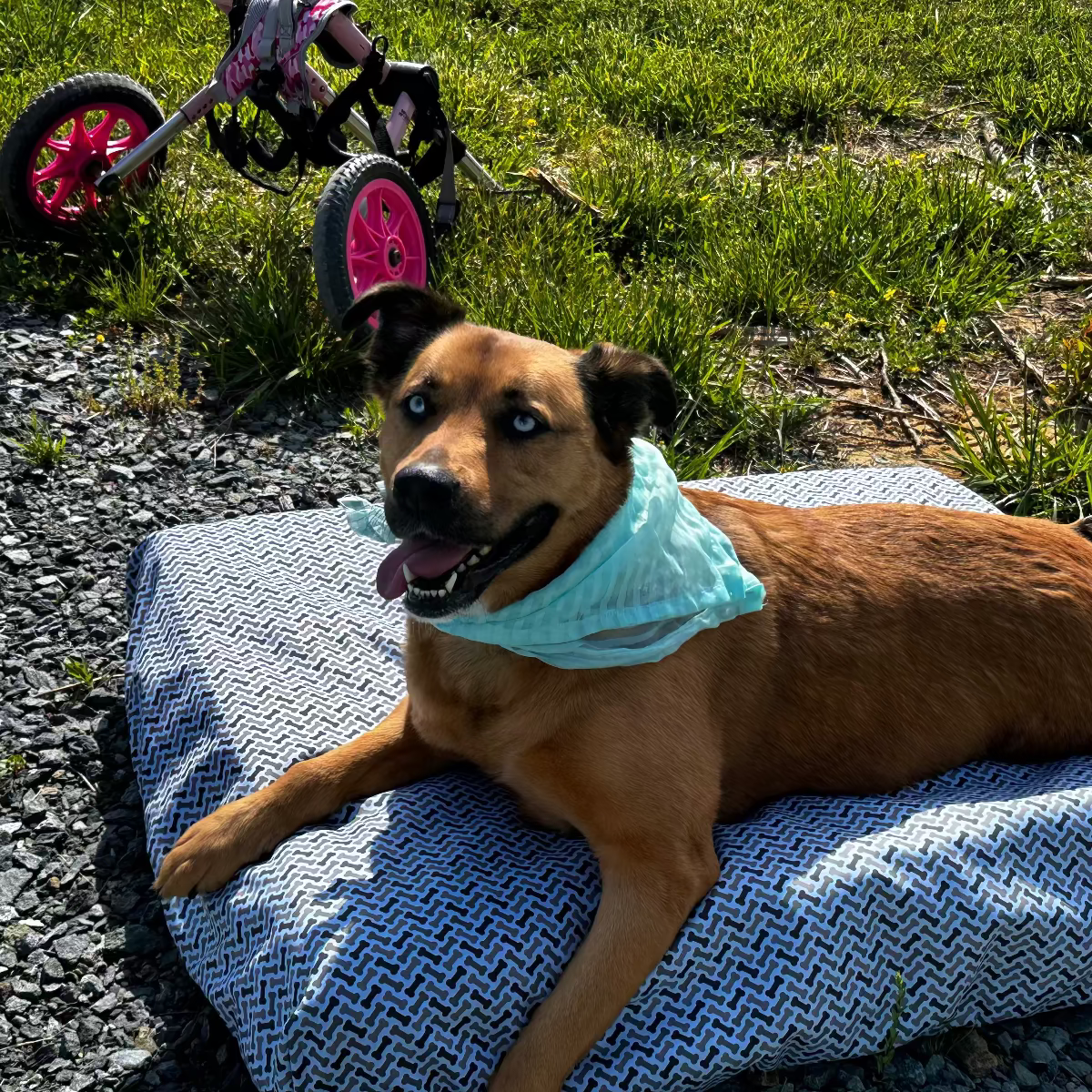 Blue Toby donation to special needs dog in wheelchair