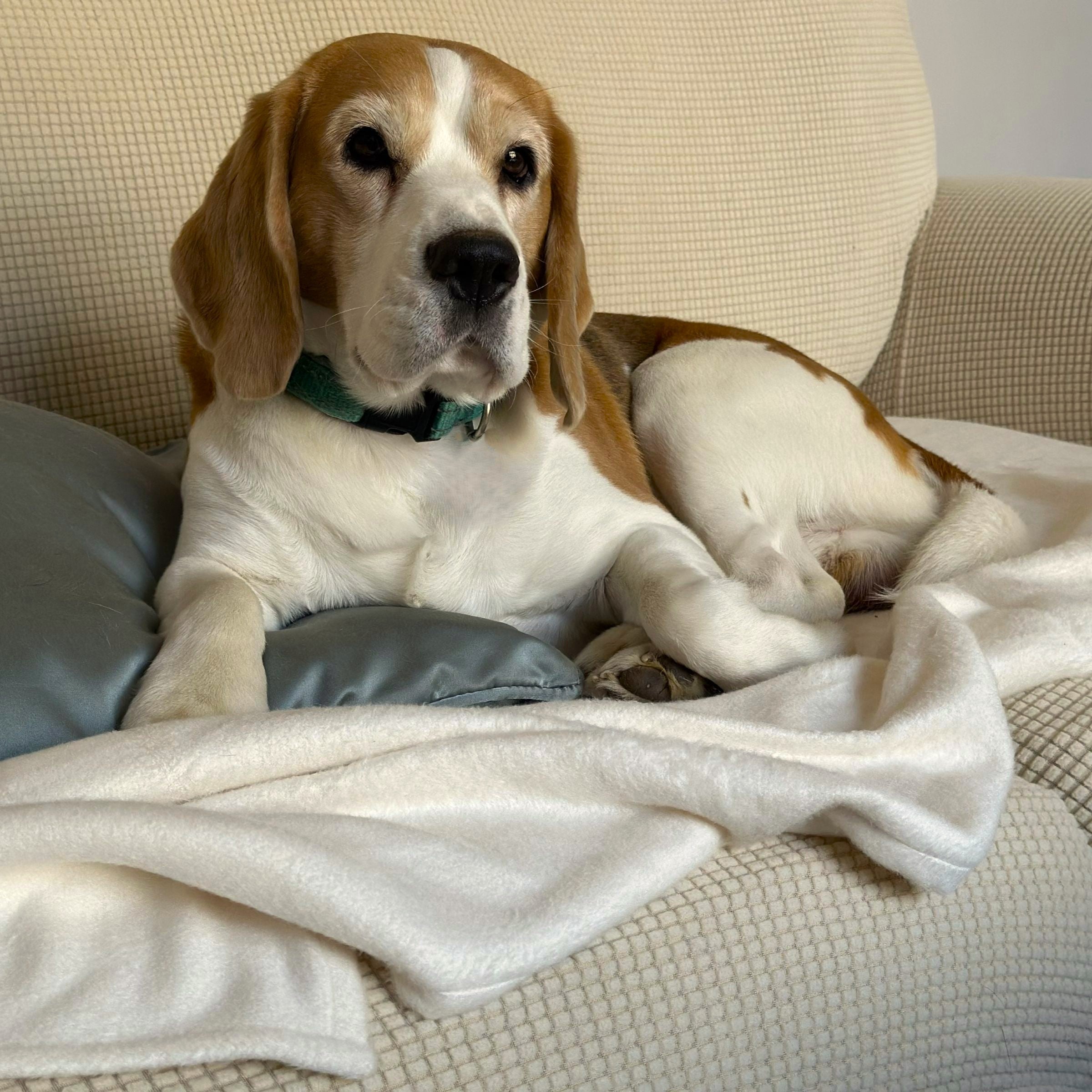 Beagle looking directly at the camera while sitting on a couch with a cream Blue Toby Bamboo Flannel blanket.