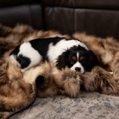 Puppy snuggling with Blue Toby Faux Fur blanket
