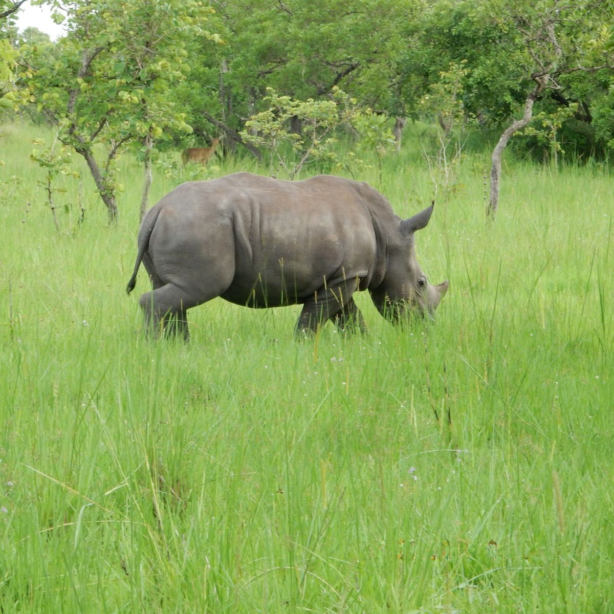 Rhino conservation Uganda Blue Toby mission