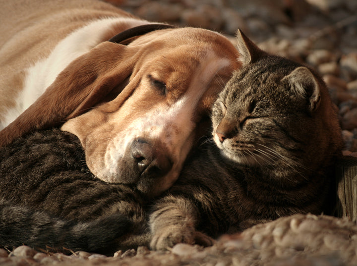 Dog and cat cuddling