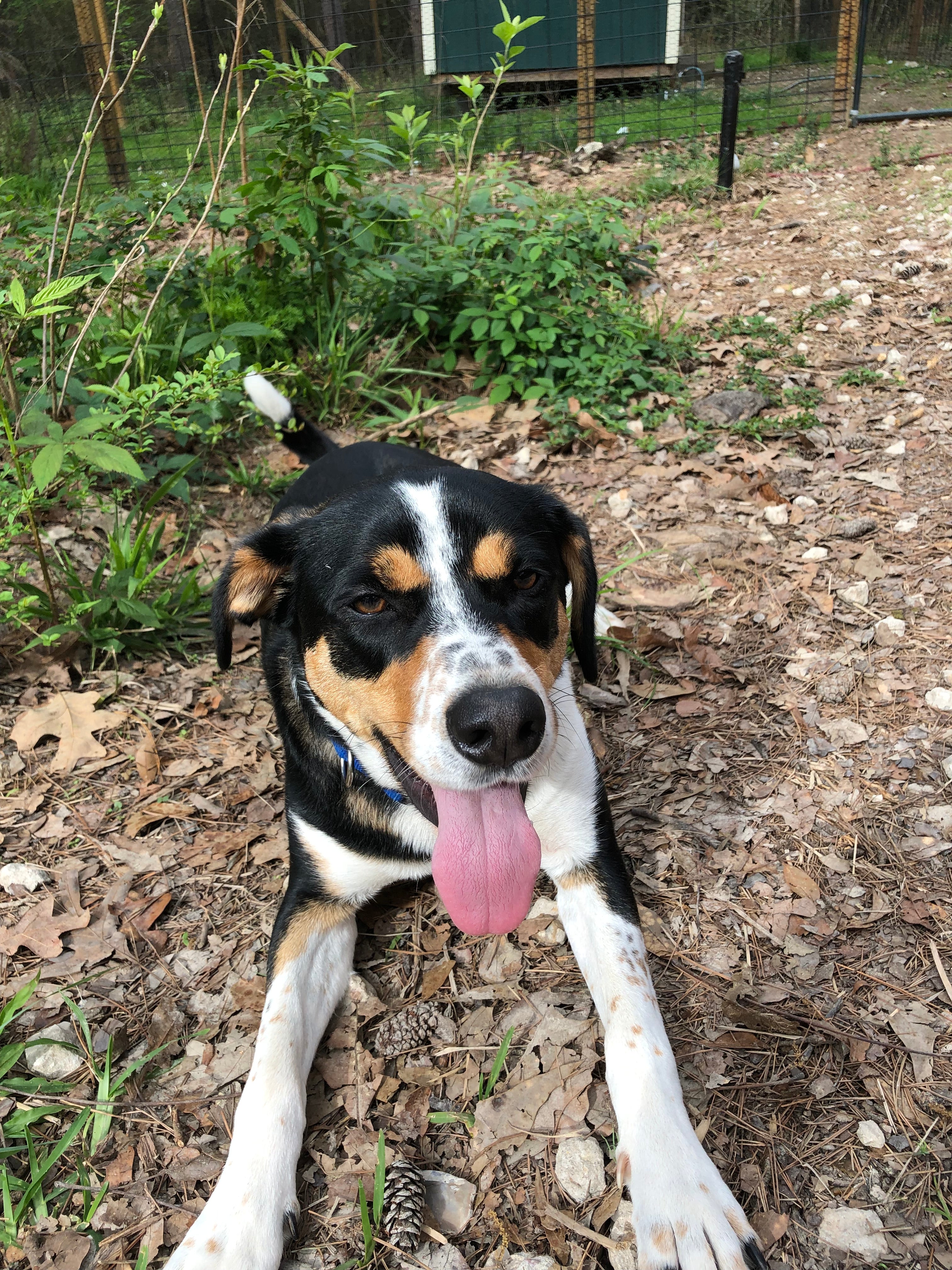 What in the world is my pet doing?