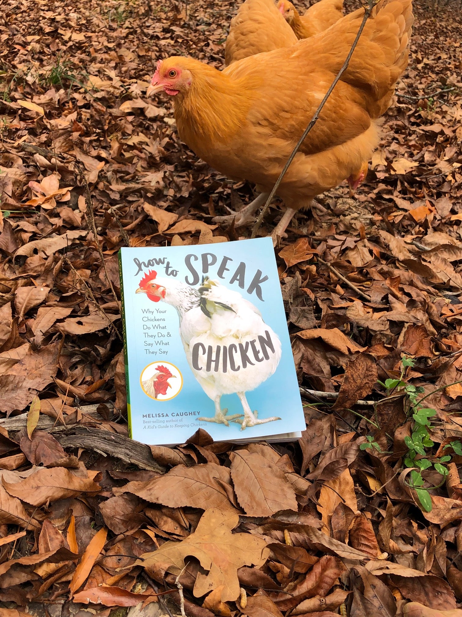 Chicken Talk