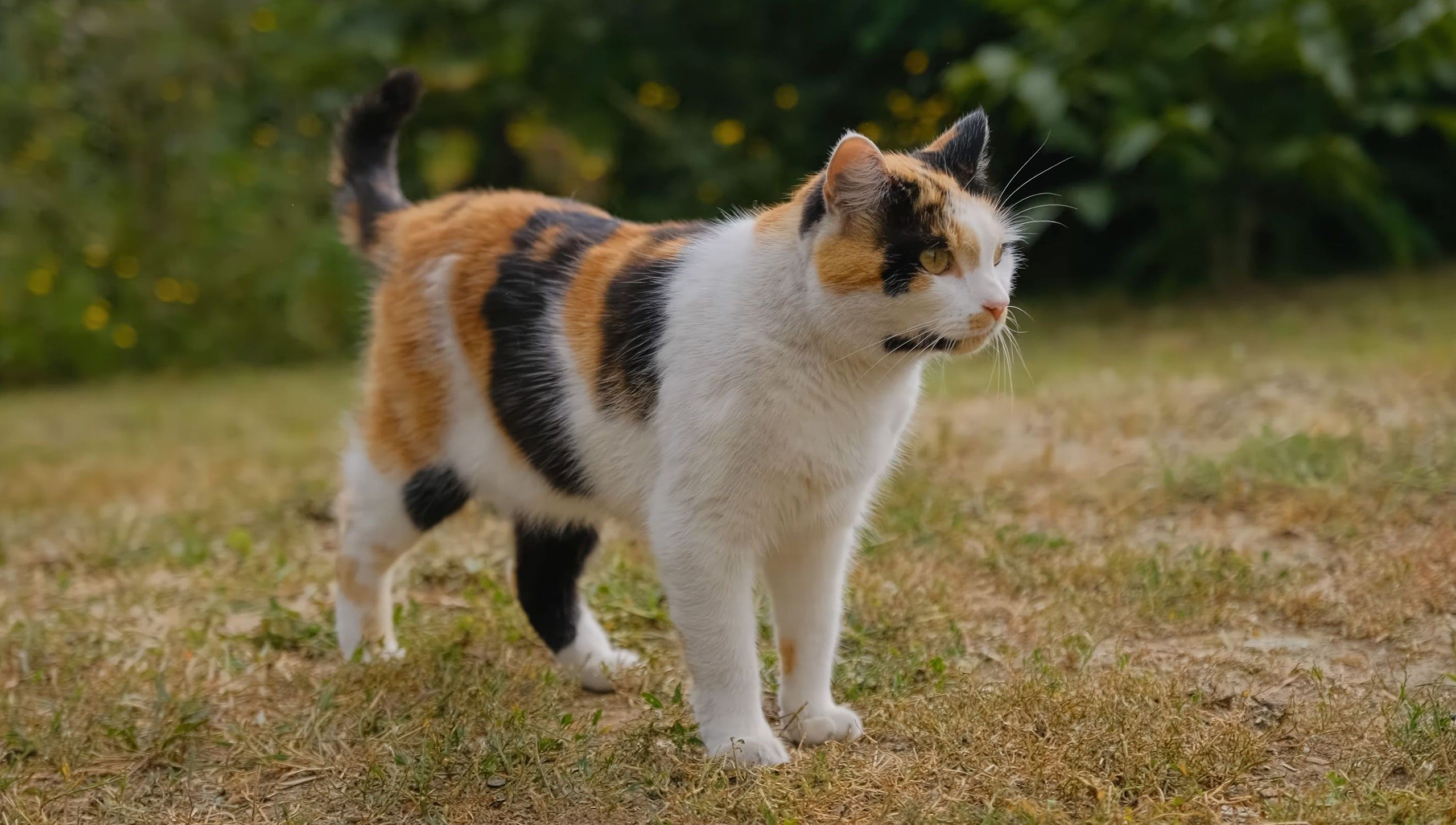 Blue Toby cat communication calico cat in grass
