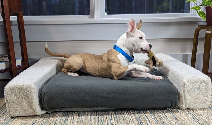 Dog wagging tail while chewing bone