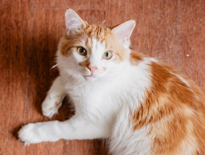 Ginger and white cat by Sarah Pflug