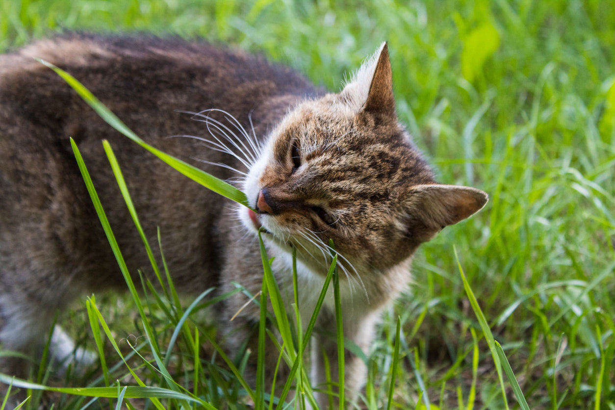 Cat eating grass