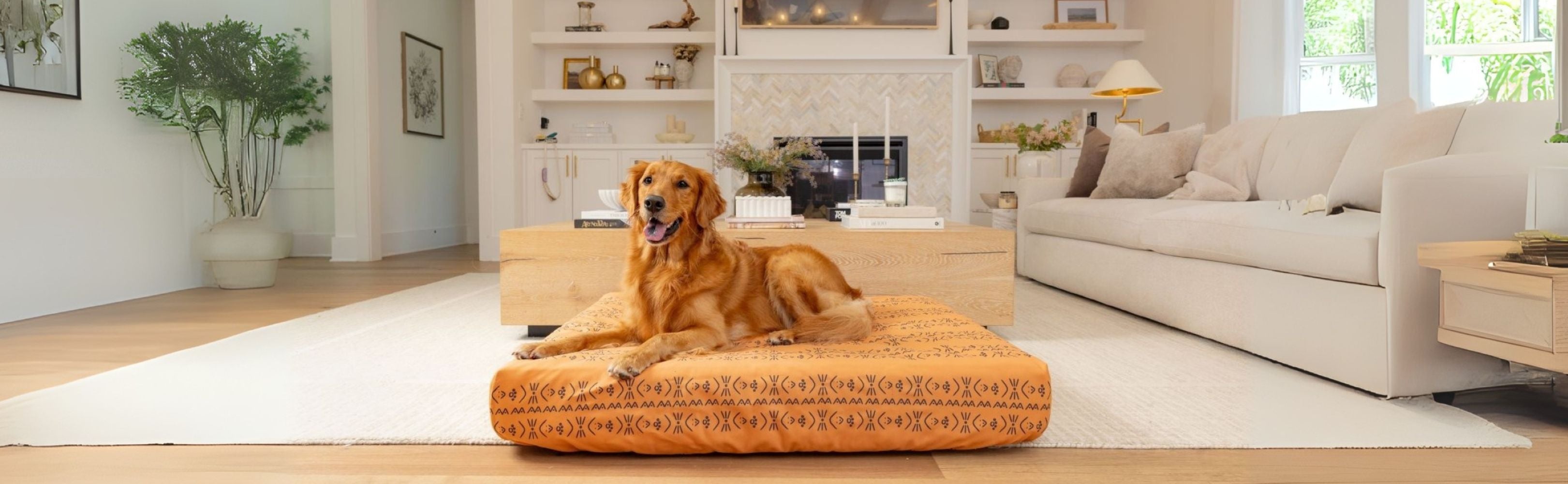 Golden retriever on Blue Toby Sustainable Pet bed with orange cover