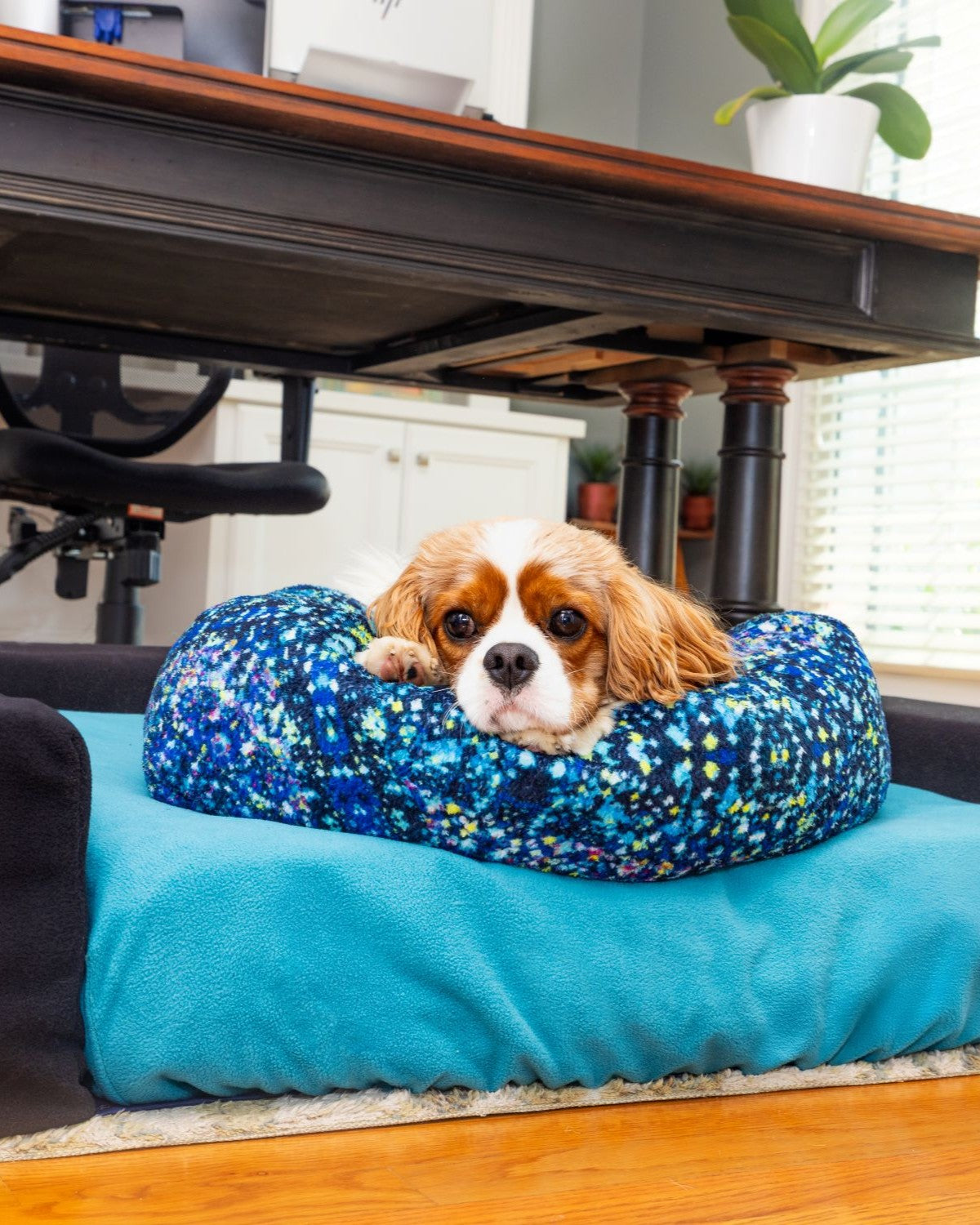 Small dog lying in  Blue Toby Nap Noodle pillow on teal bed in office setting