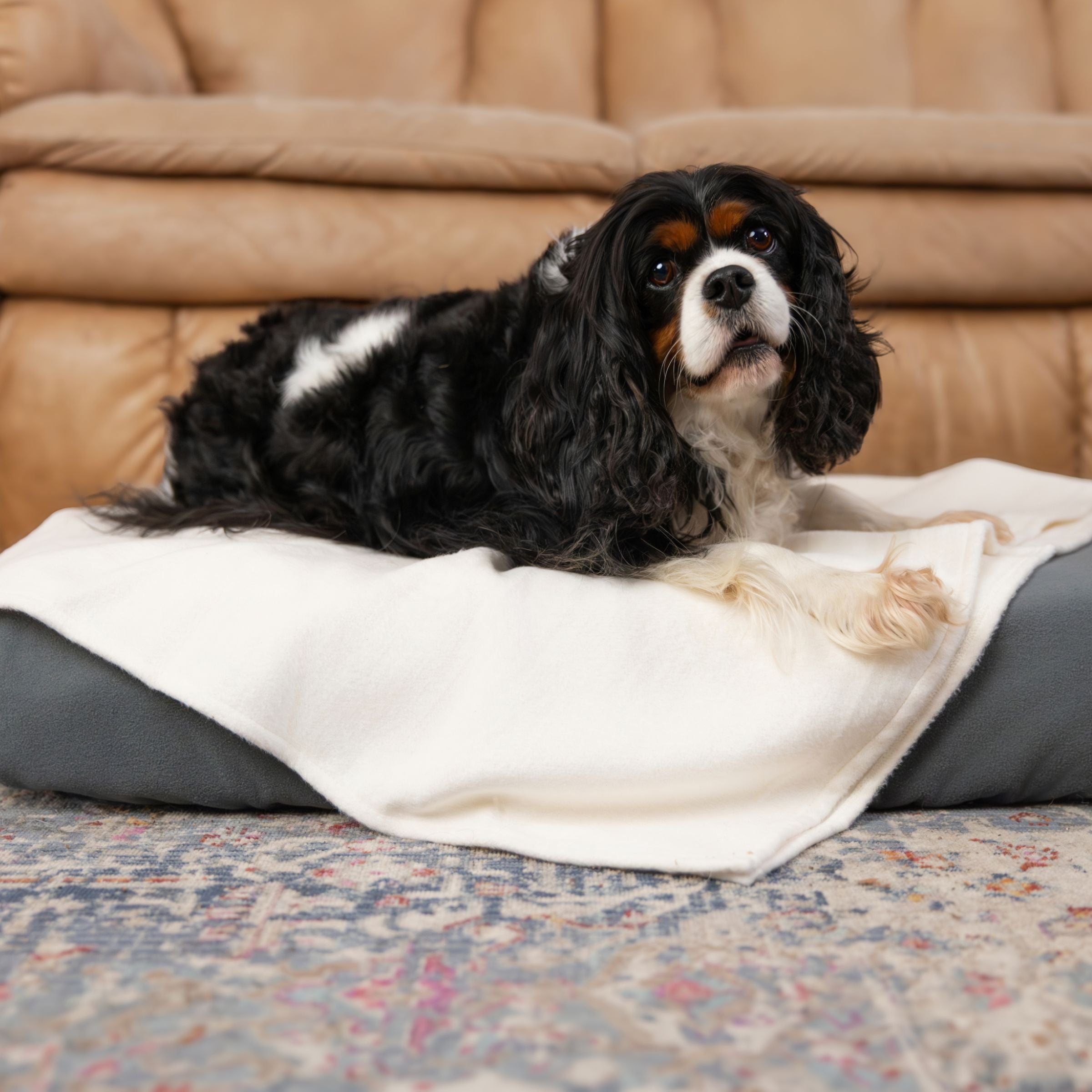 Black and white Cavalier King Charles spaniel comfortably sitting on a Blue Toby Bamboo Flannel Blanket and pet bed.