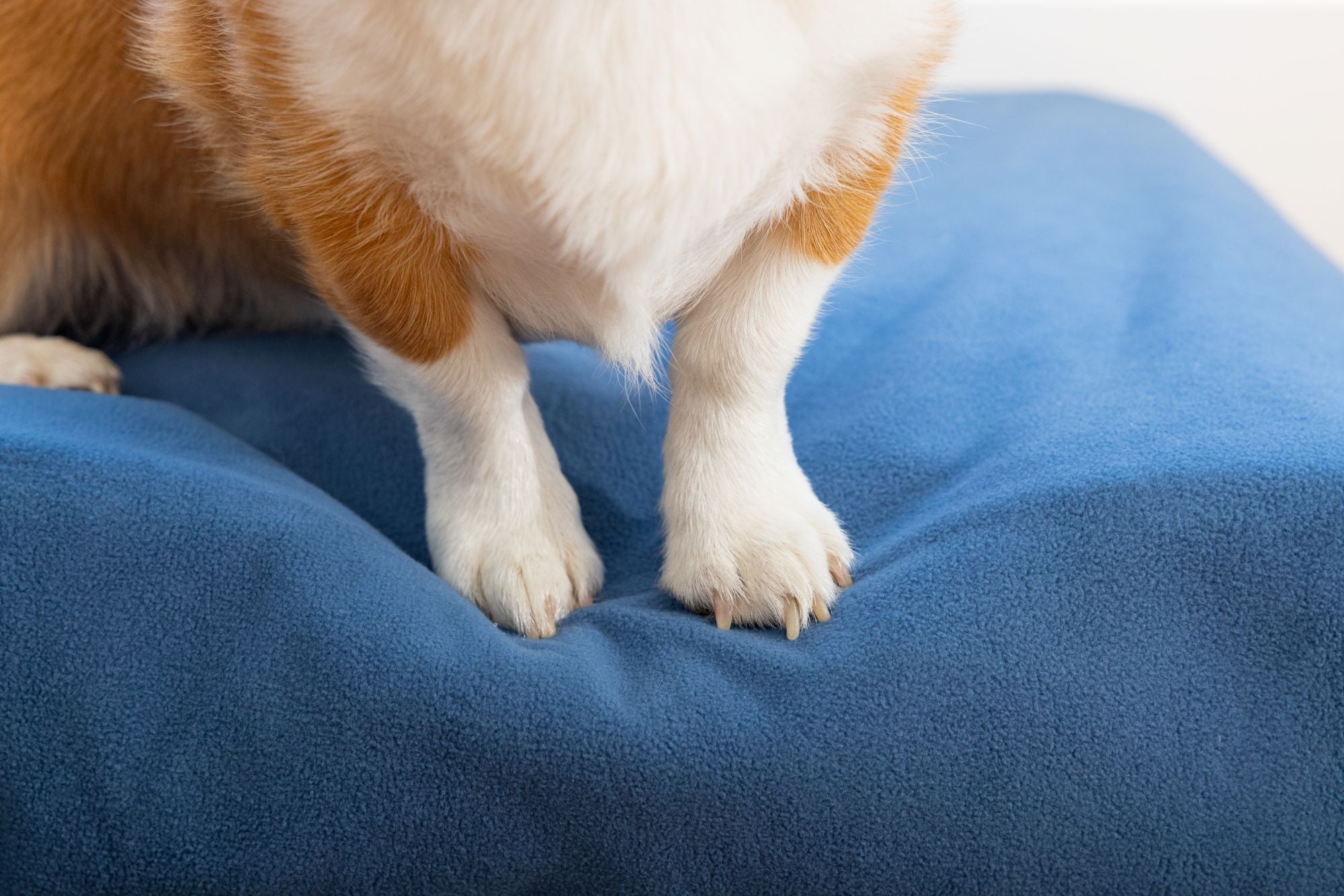 Dog standing on Blue Toby Classic Comfort bed showing feet sinking into cushion