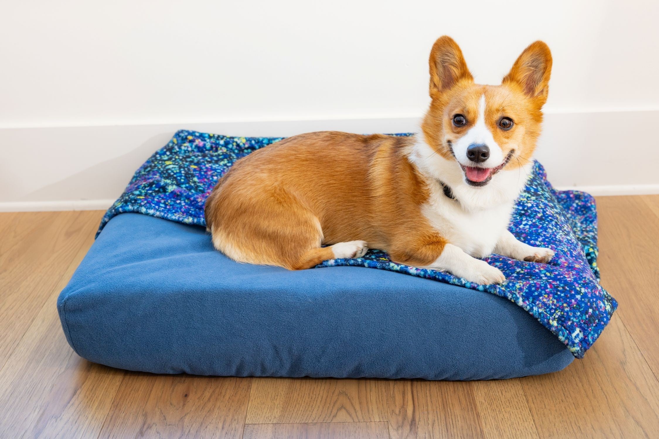 Corgi dog on Blue Toby Classic Comfort bed with Cuddle Blanket Blue