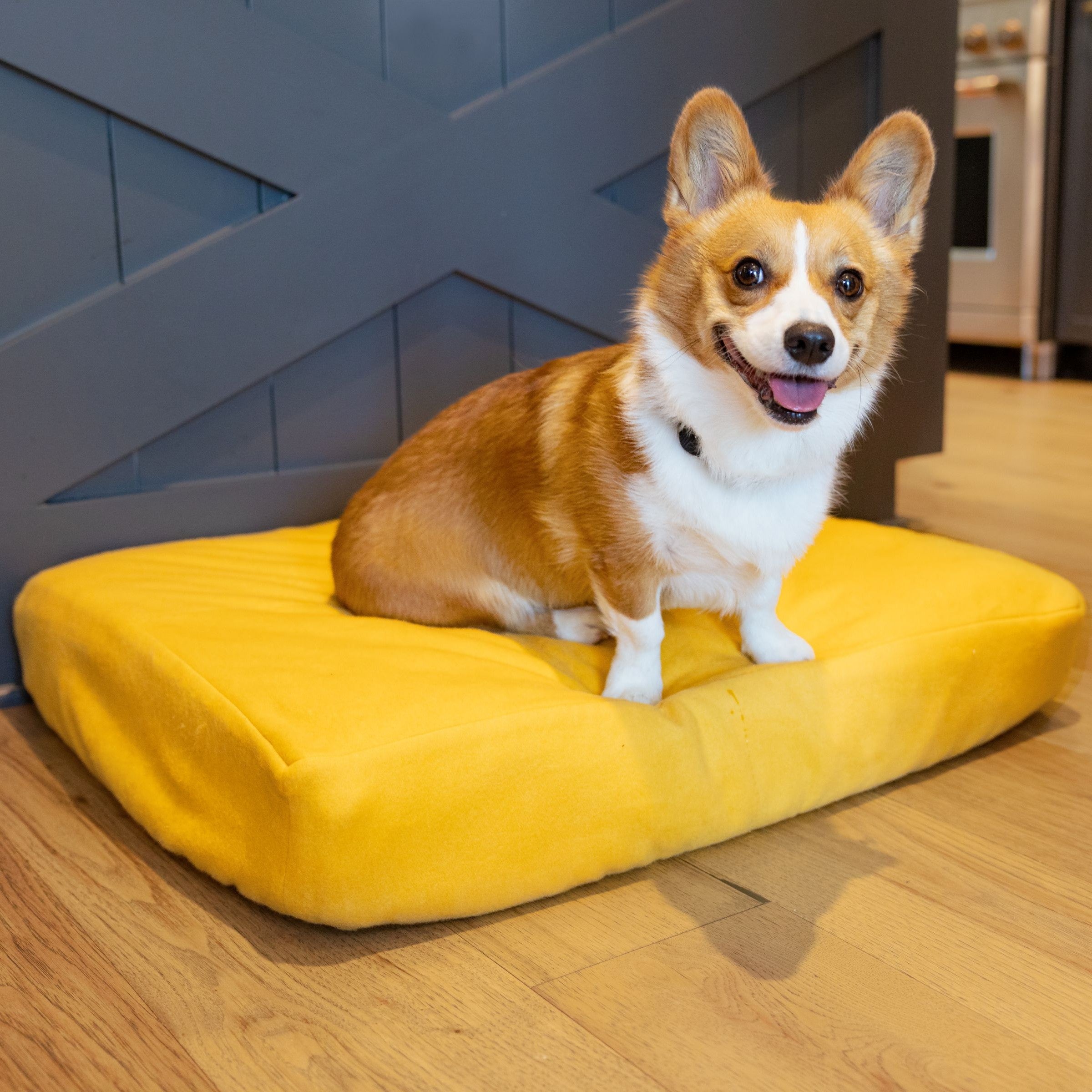 Corgi on Blue Toby NaturaLuxe bed with honey yellow cover