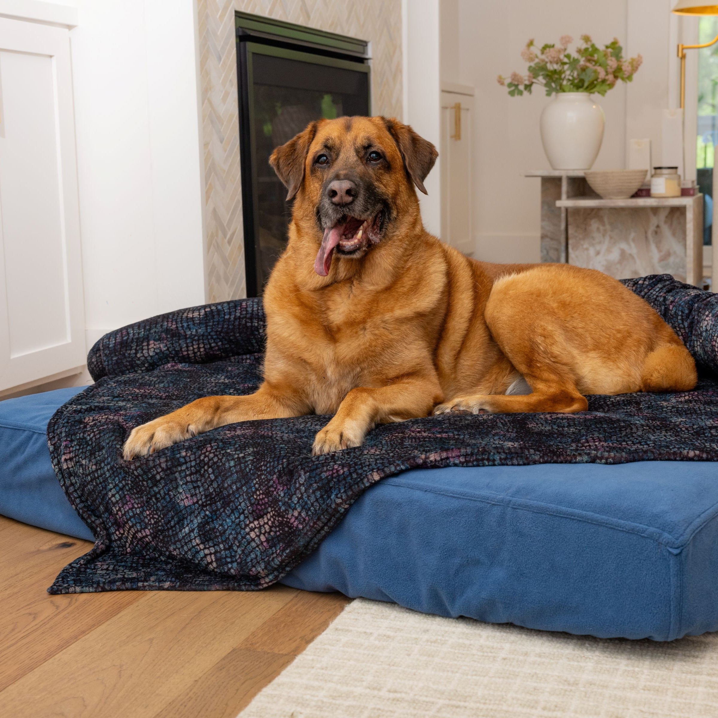 Brown dog on Blue Toby Classic Comfort bed with Cuddle Blanket