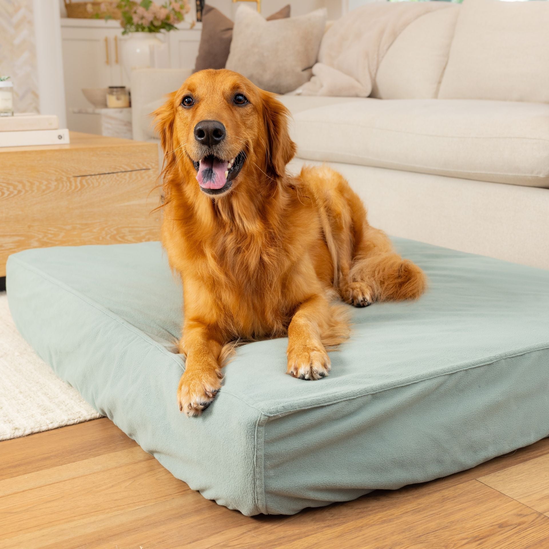 Golden retriever on Blue Toby Classic Comfort Bed in Seafoam