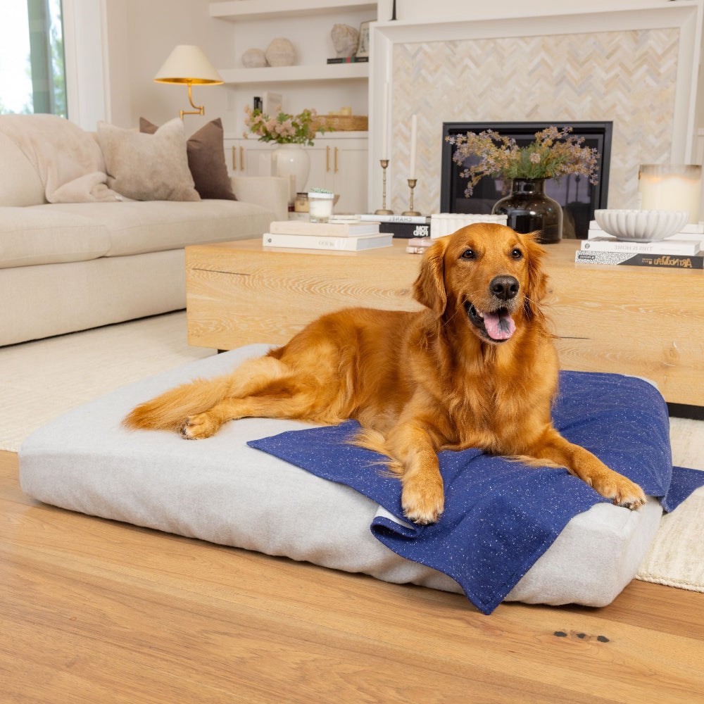 Golden retriever on Blue Toby NaturaLuxe bed and Cotton blanket